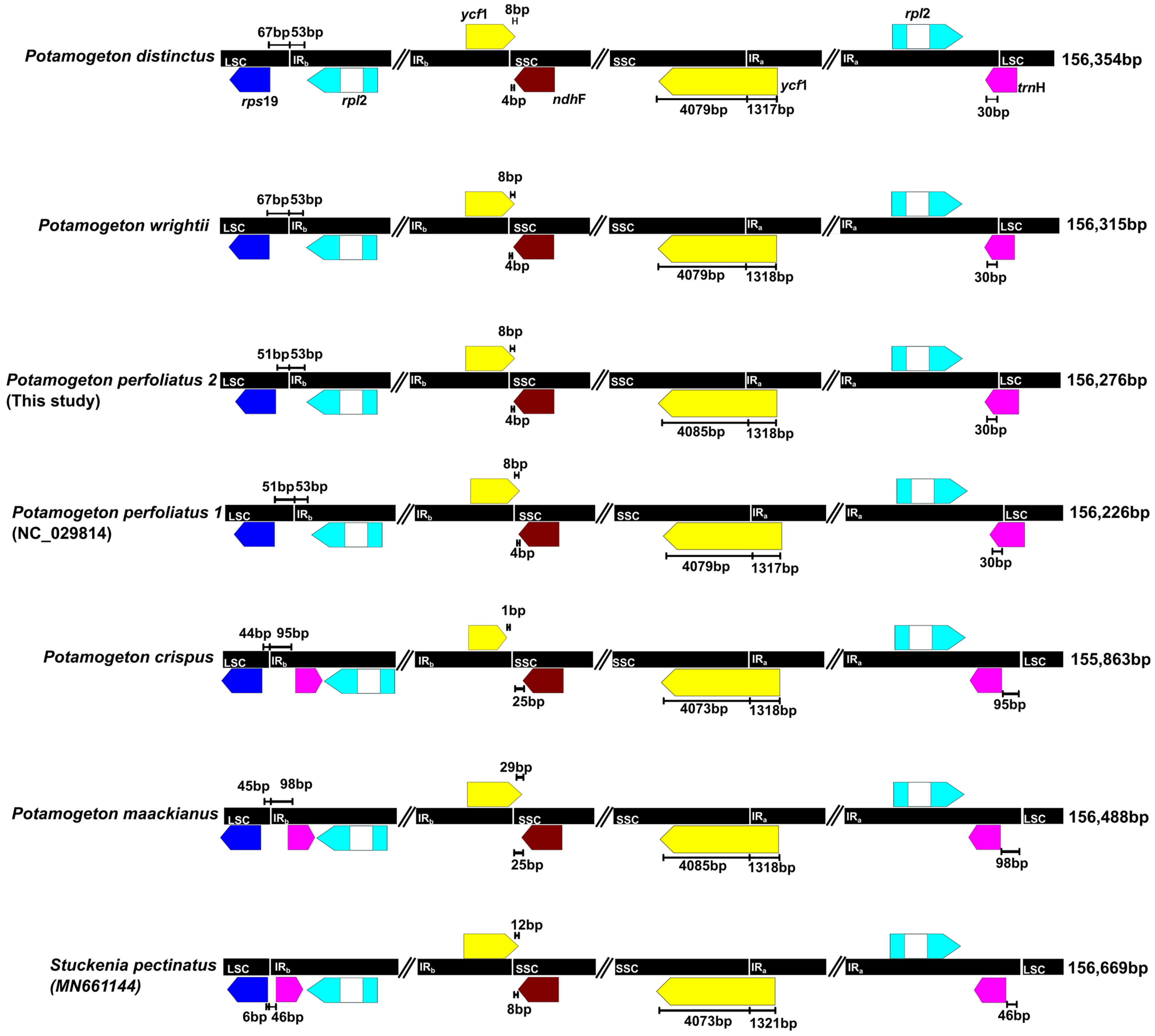 Genes | Free Full-Text | Comparative Plastid Genome And Phylogenomic ...