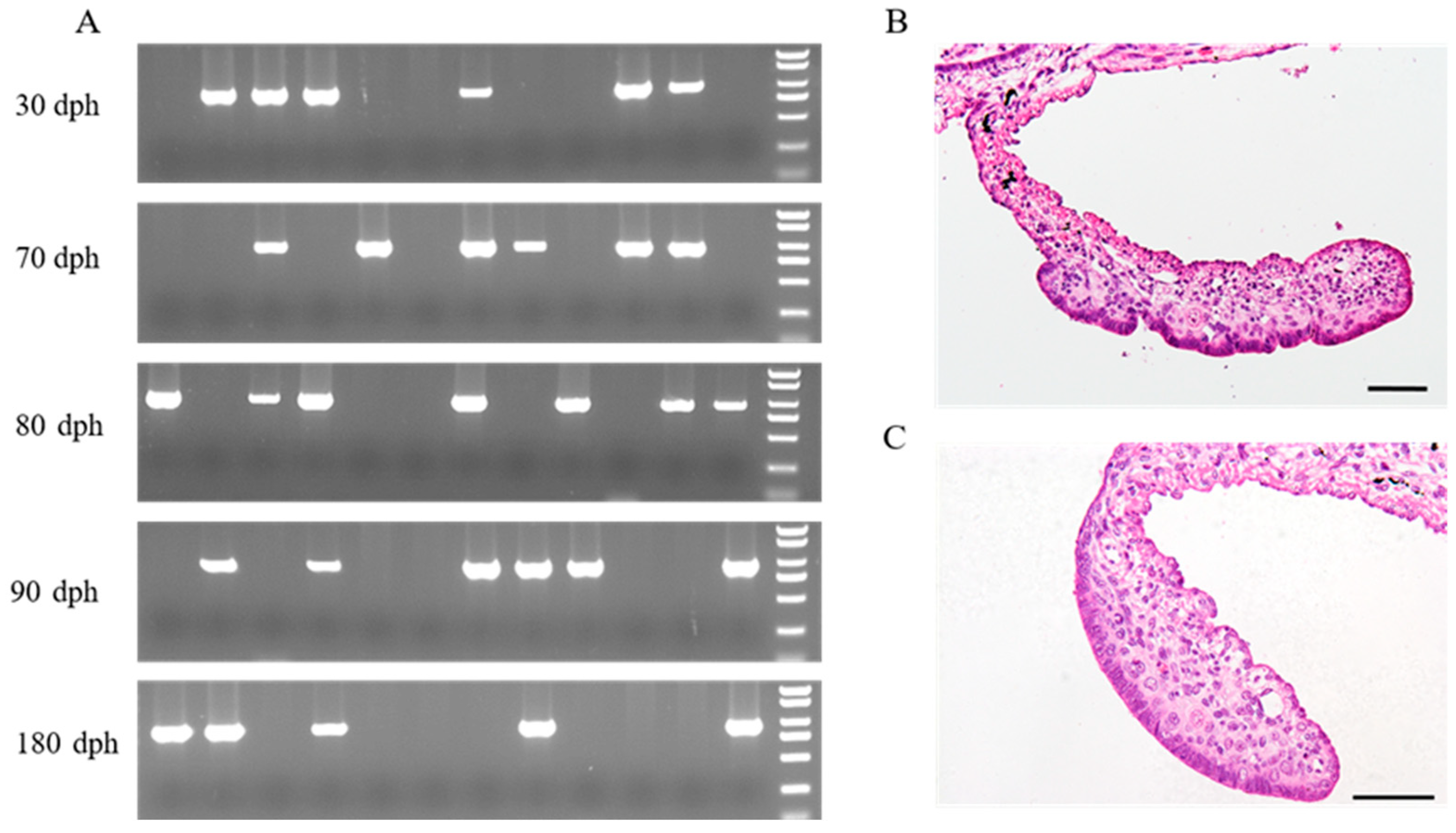 Genes 14 02058 g001 Genes 14 02058 g001