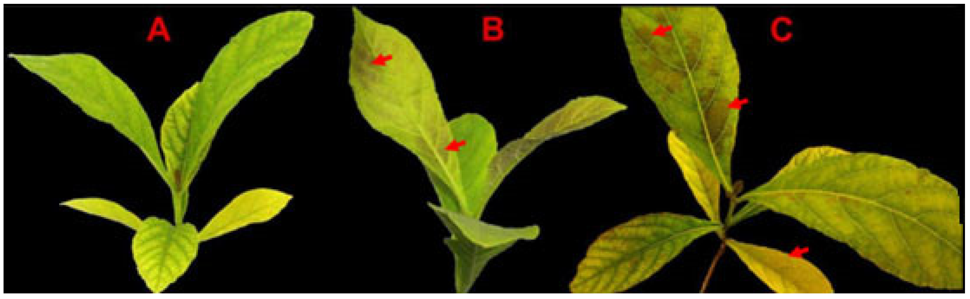 Genes 14 02098 g001 Genes 14 02098 g001