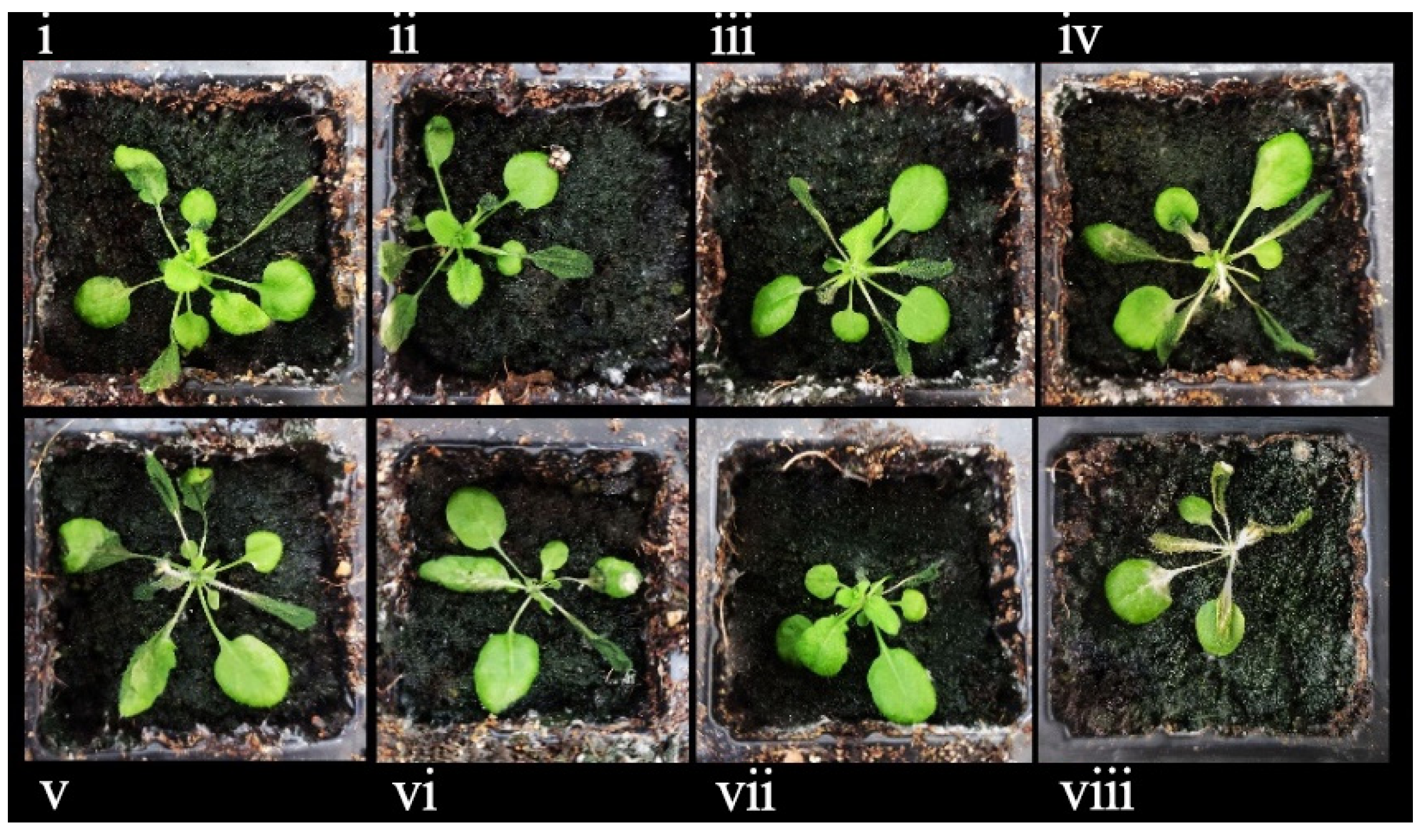Genes 14 02098 g015 Genes 14 02098 g015