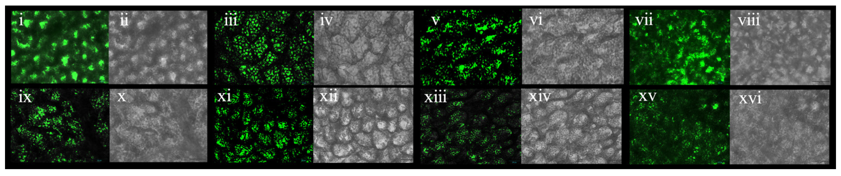 Genes 14 02098 g016 Genes 14 02098 g016