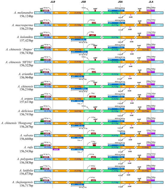 Genes | Free Full-Text | Chloroplast Genome Comparison and 