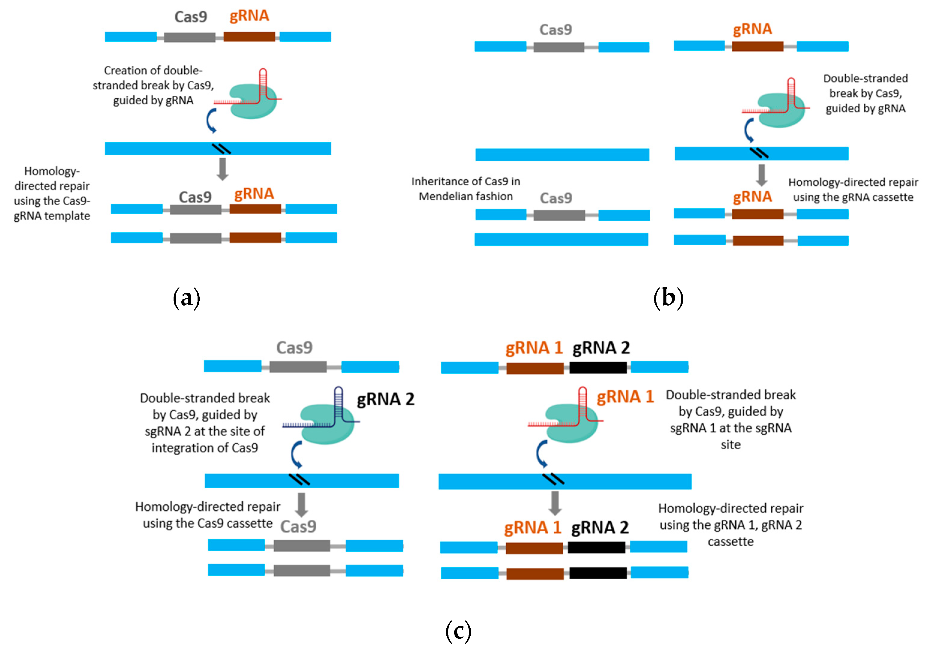 Genes 14 02176 g002