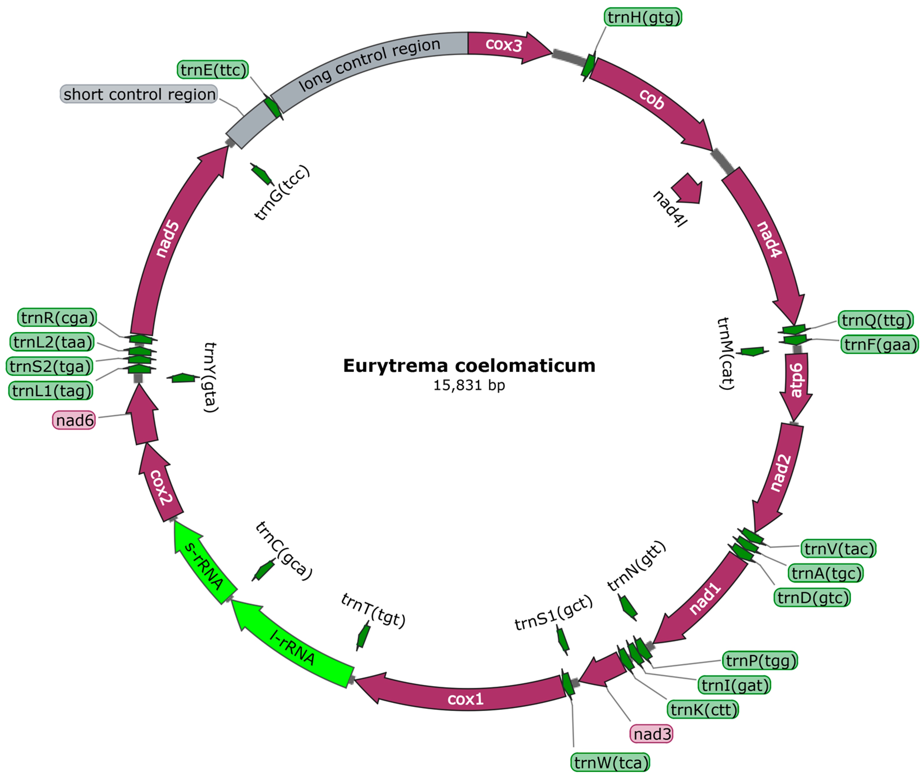 Mitogenome-wise codon usage pattern from comparative analysis of