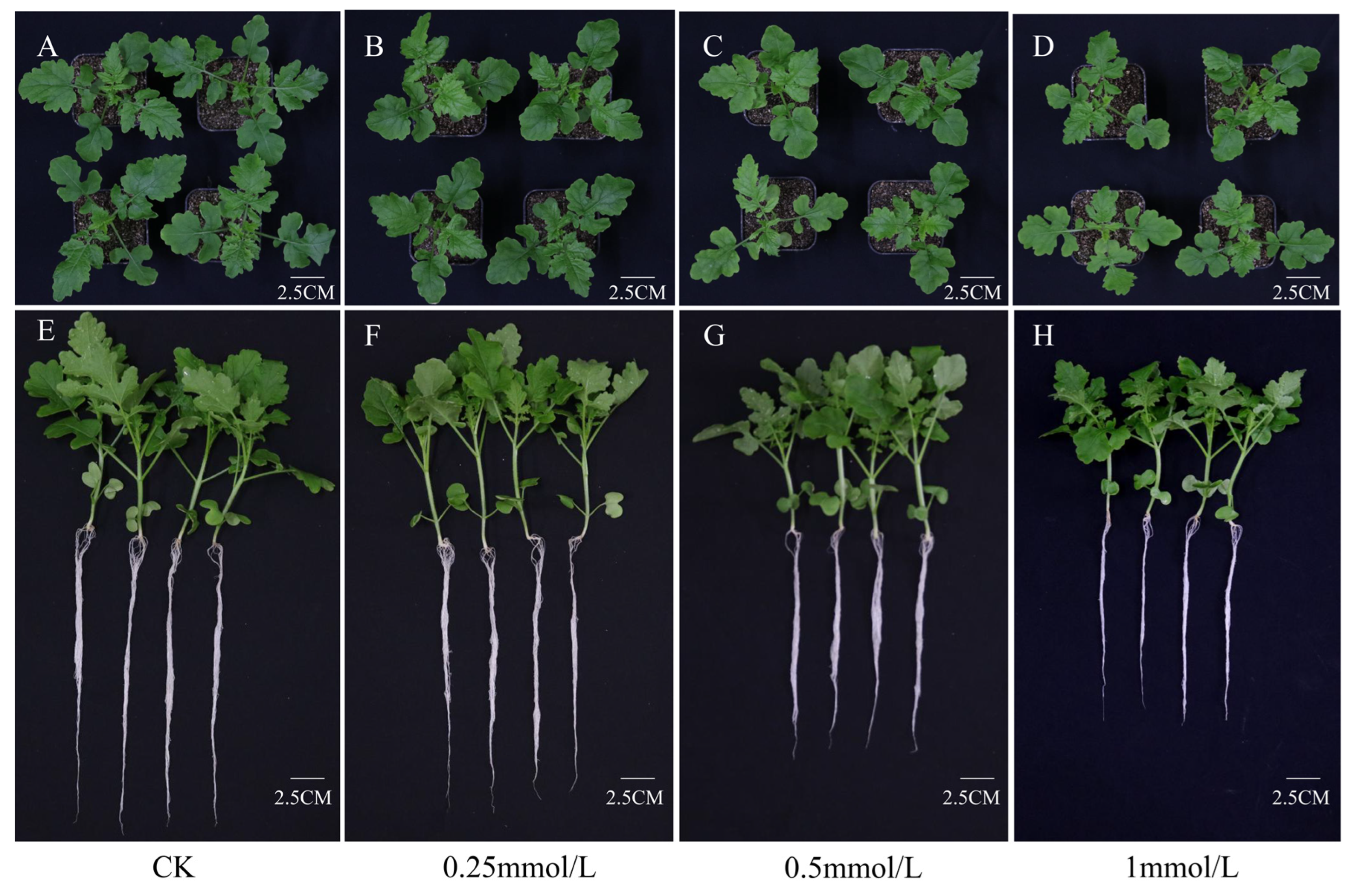 Genes 14 02224 g001