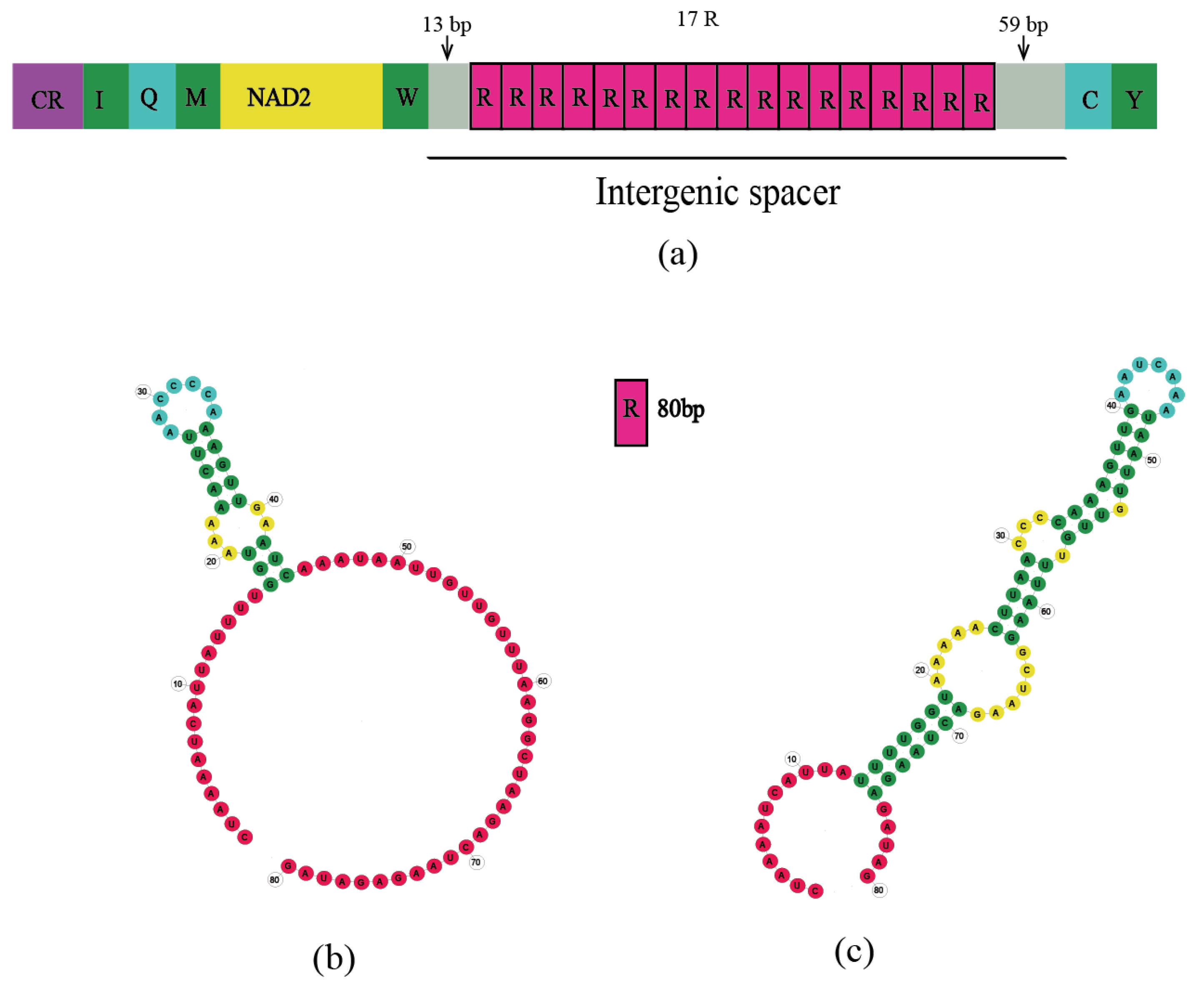 Genes 15 00013 g003