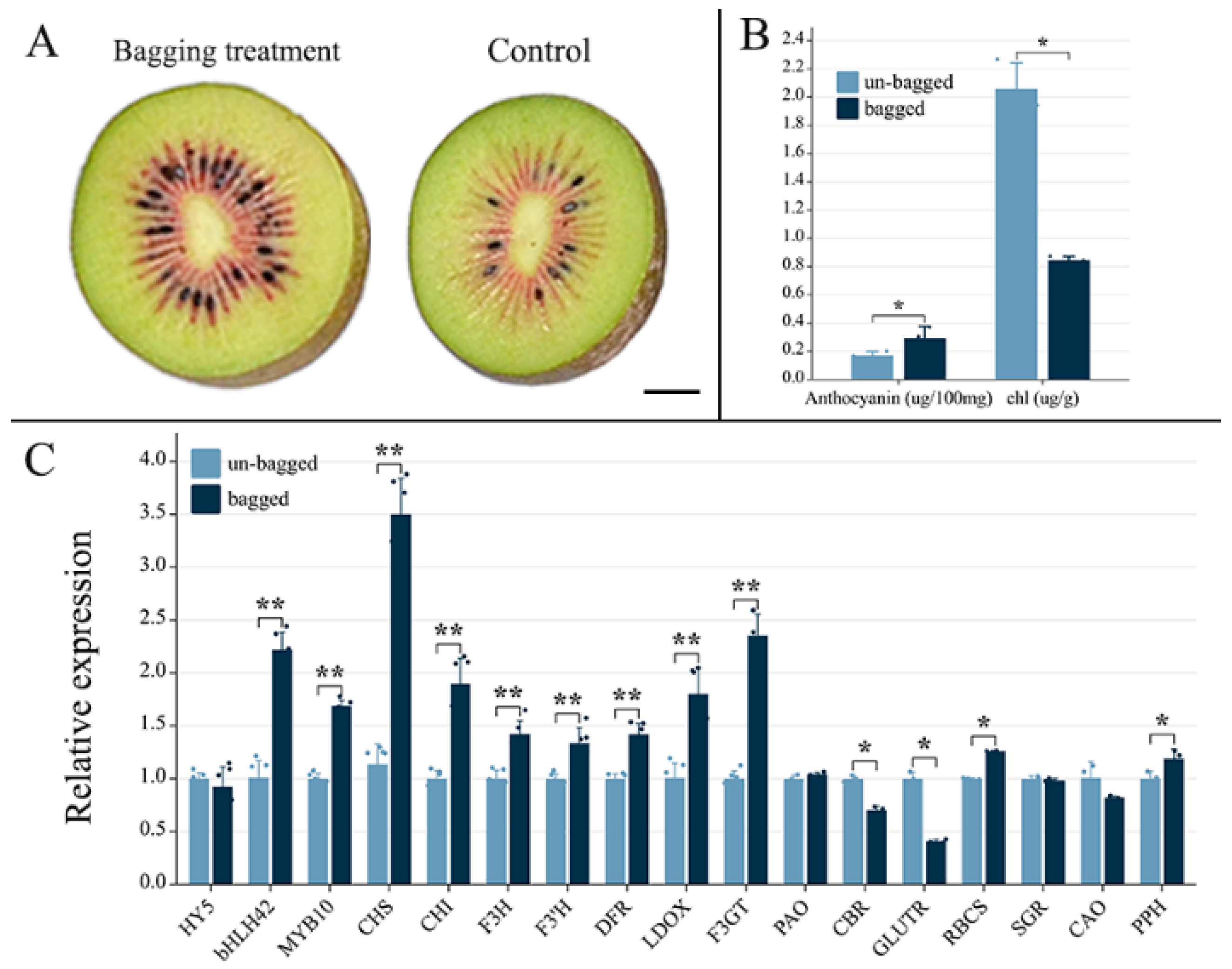 Genes | Free Full-Text | AcMYB10 Involved in Anthocyanin 