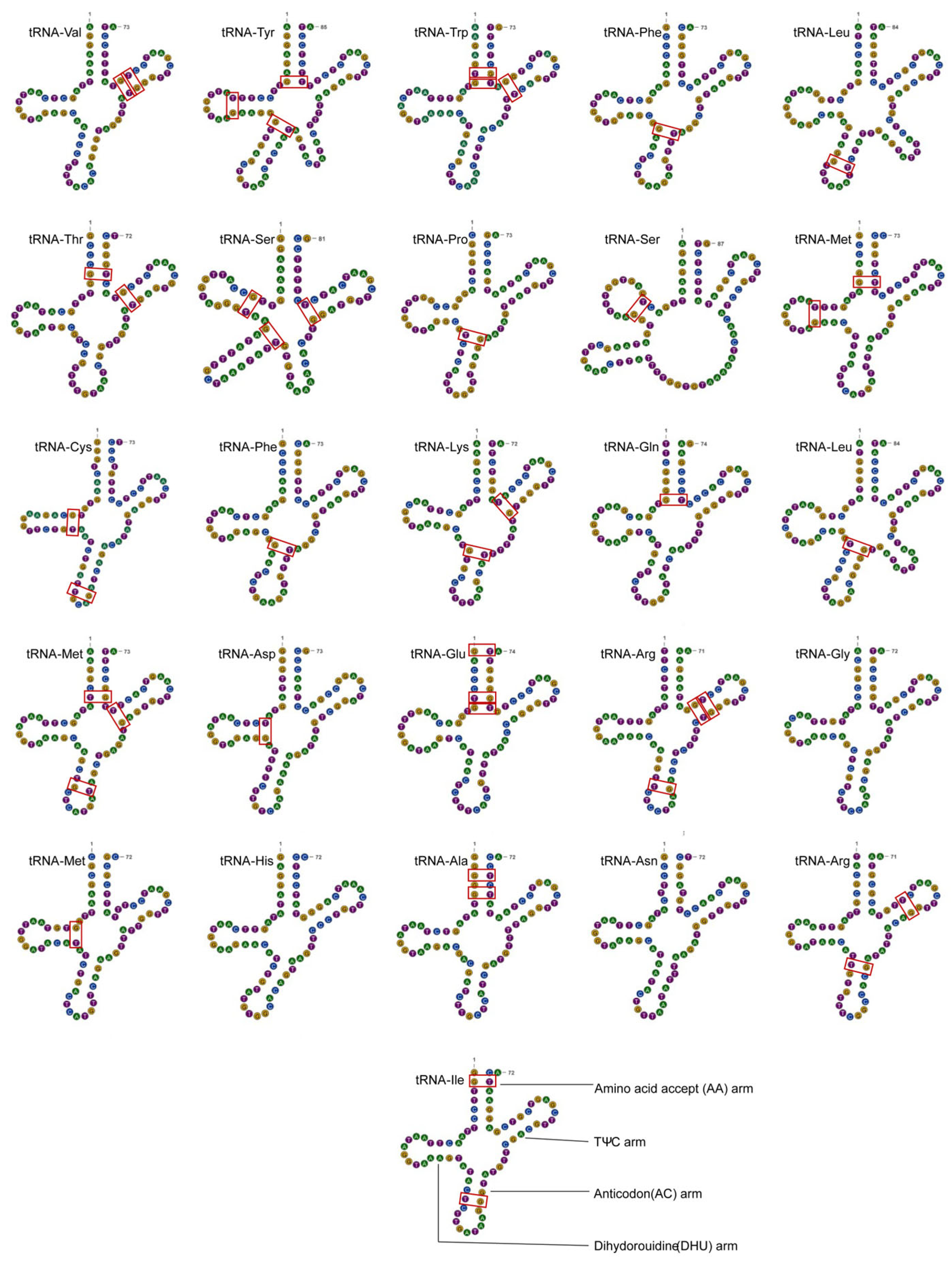 Genes 15 00111 g003