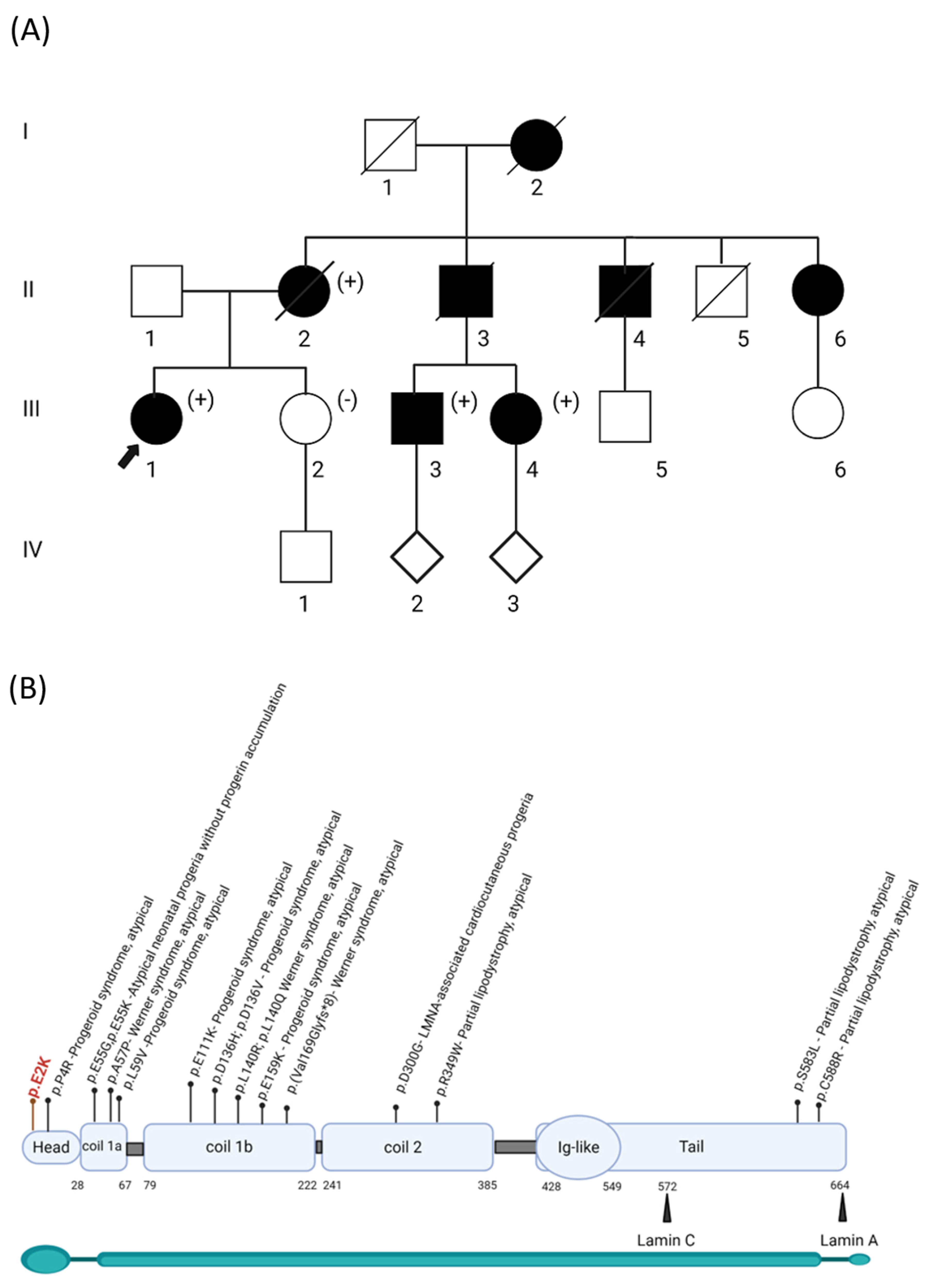 Genes 15 00112 g001