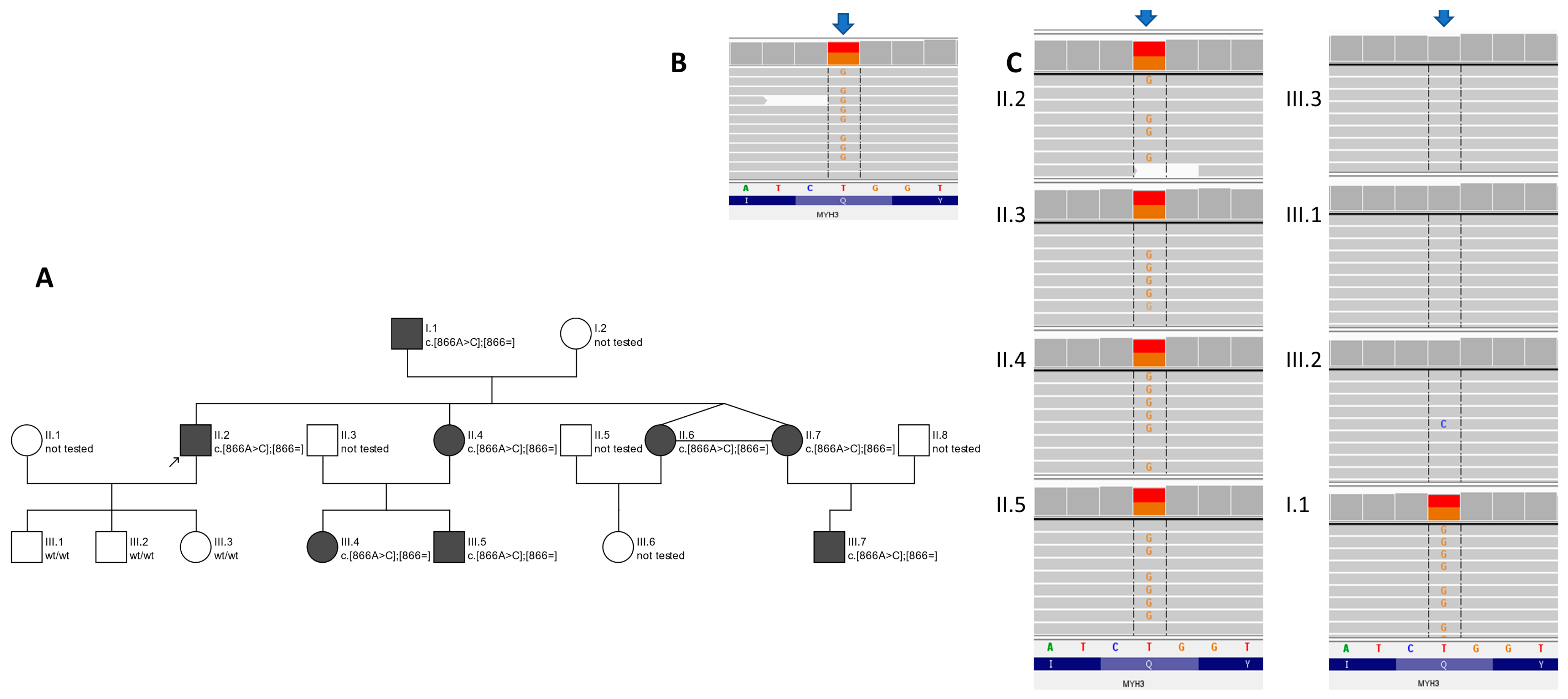 Genes, Free Full-Text