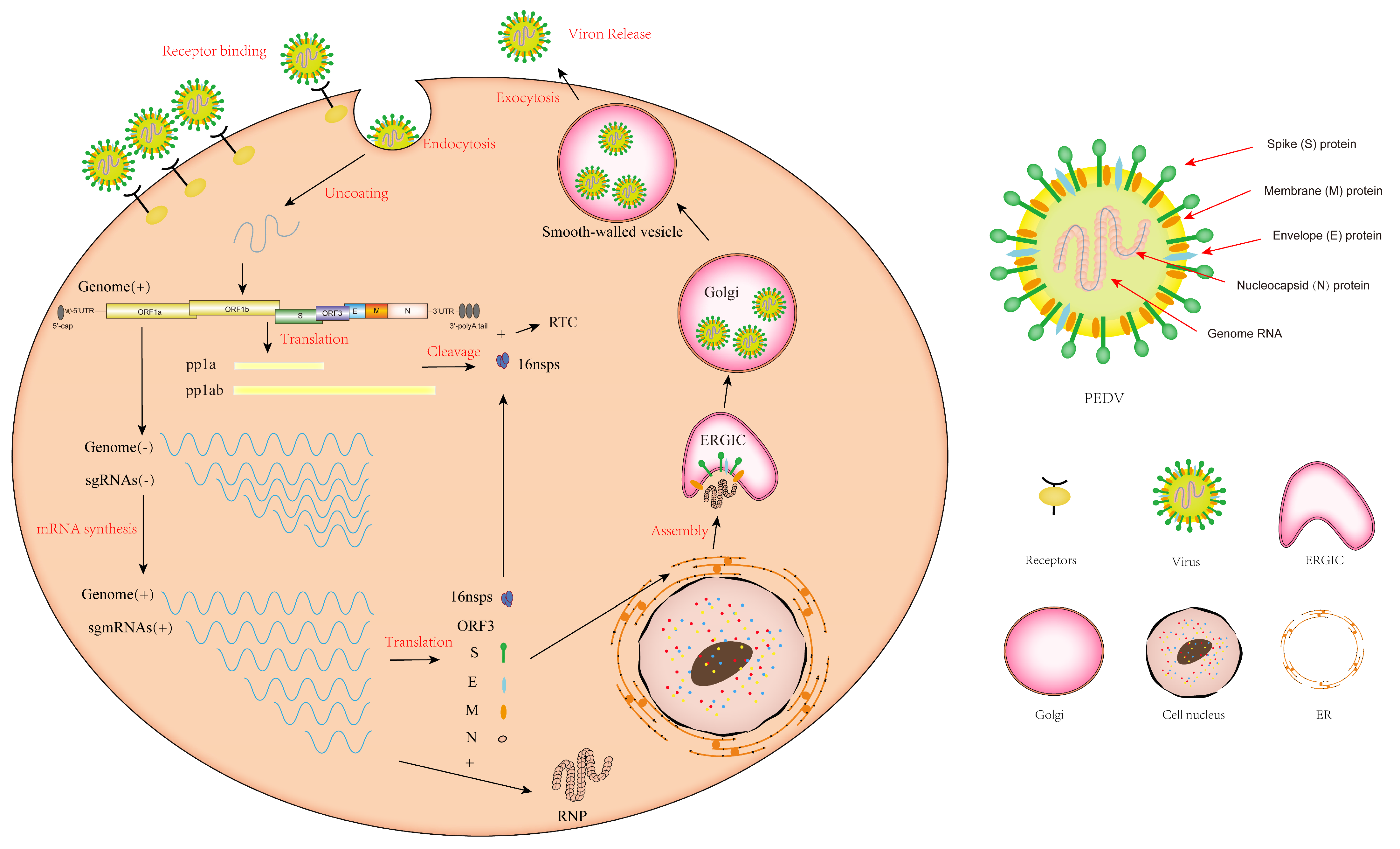 Structure and immune recognition of the porcine epidemic diarrhea virus  spike protein - ScienceDirect