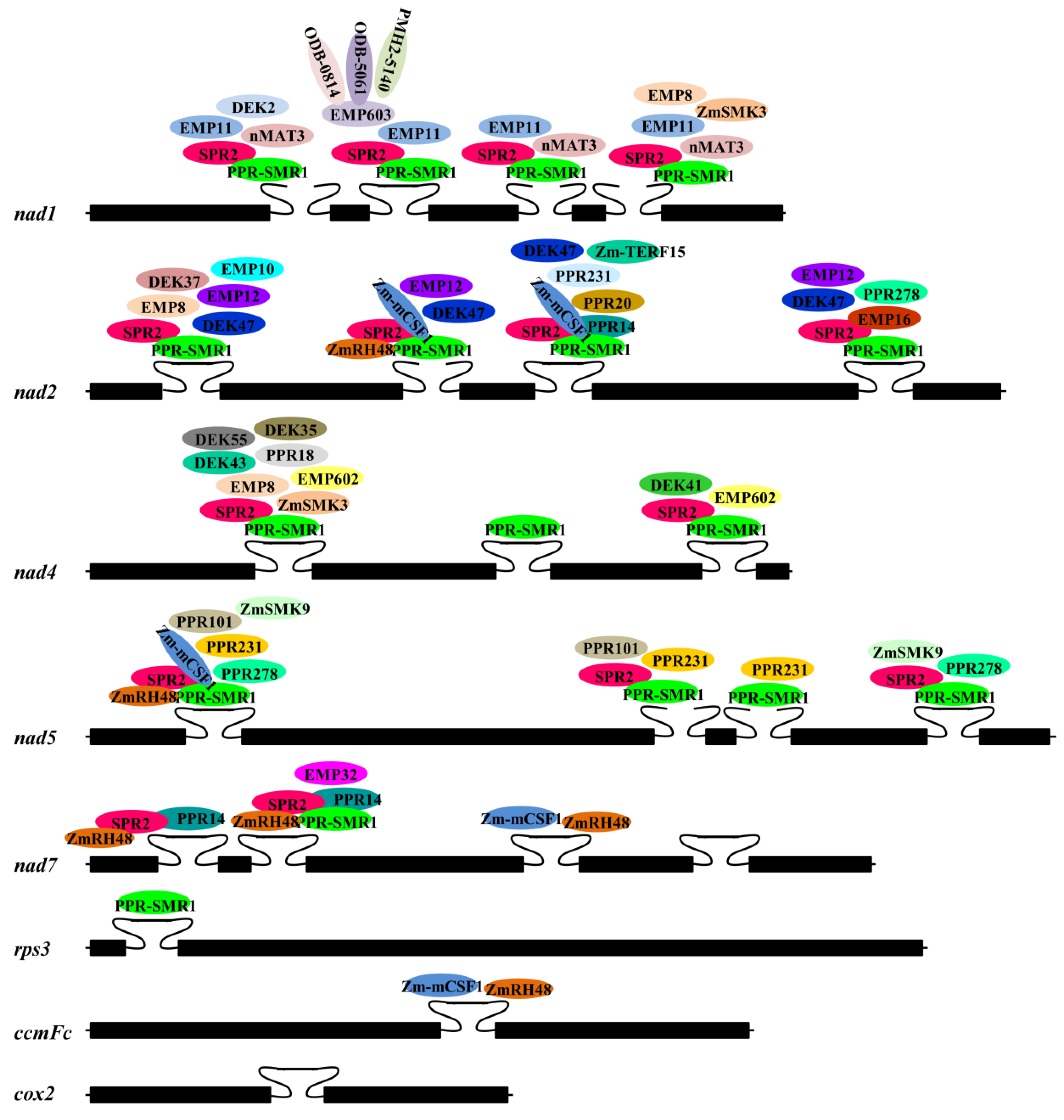 Genes 15 00176 g003 Genes 15 00176 g003
