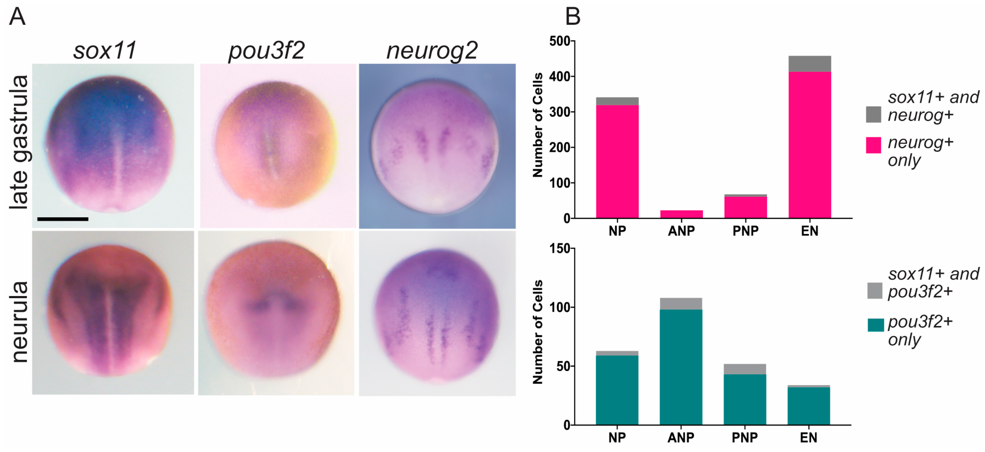 Genes 15 00243 g001 Genes 15 00243 g001