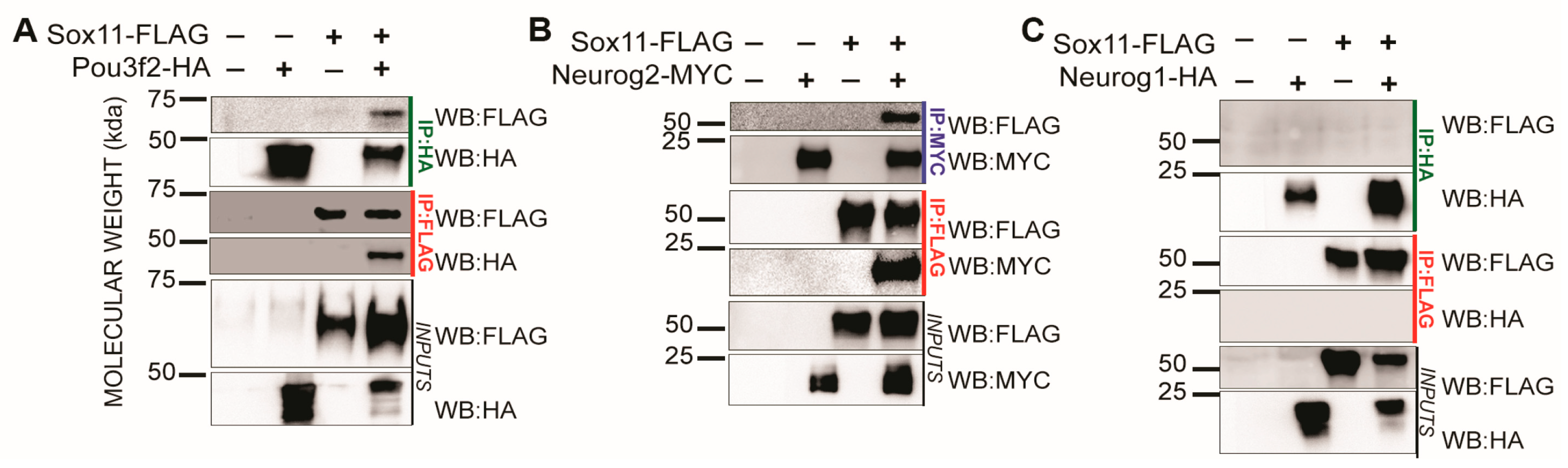 Genes 15 00243 g002 Genes 15 00243 g002