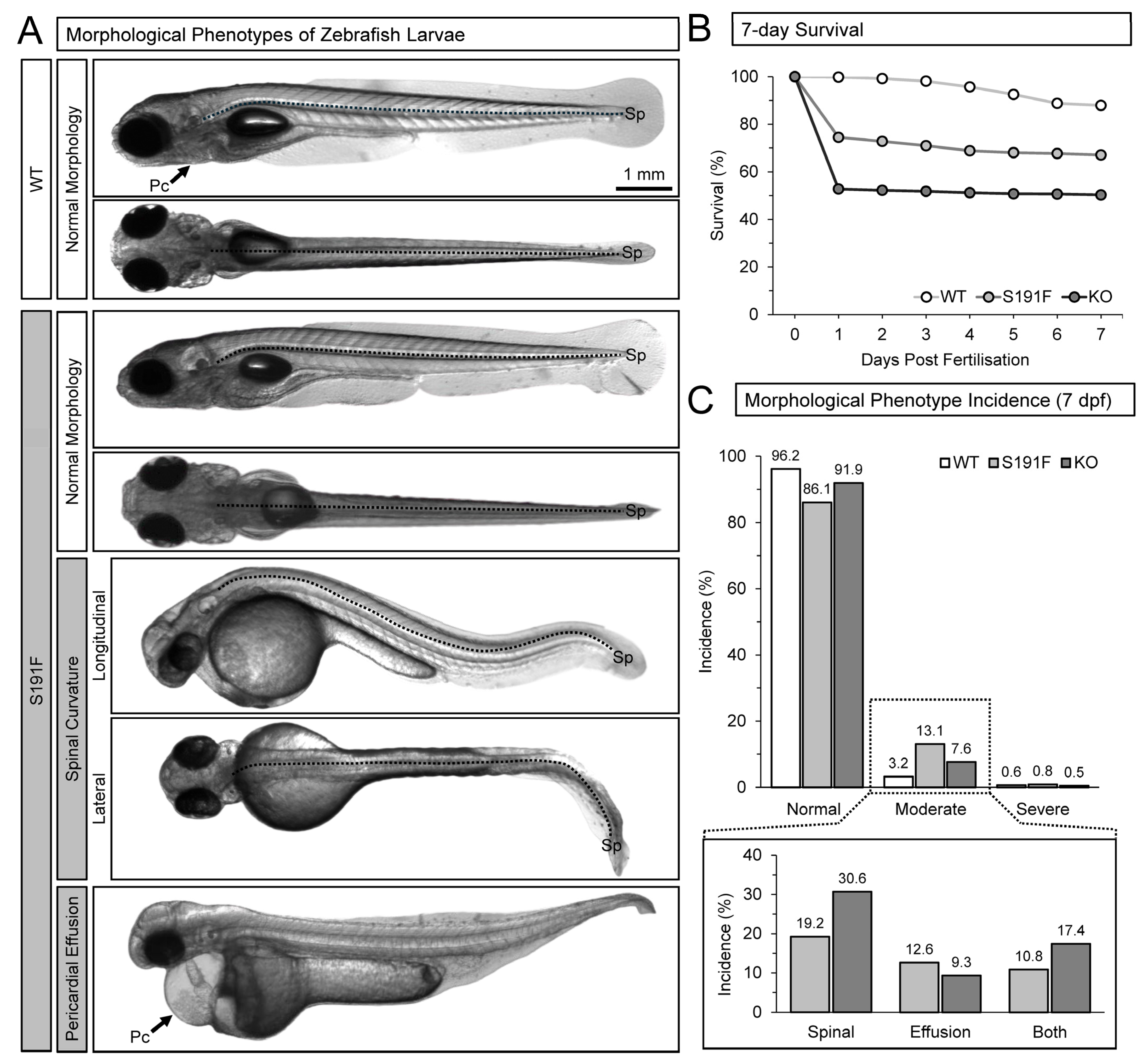 Genes 15 00280 g001