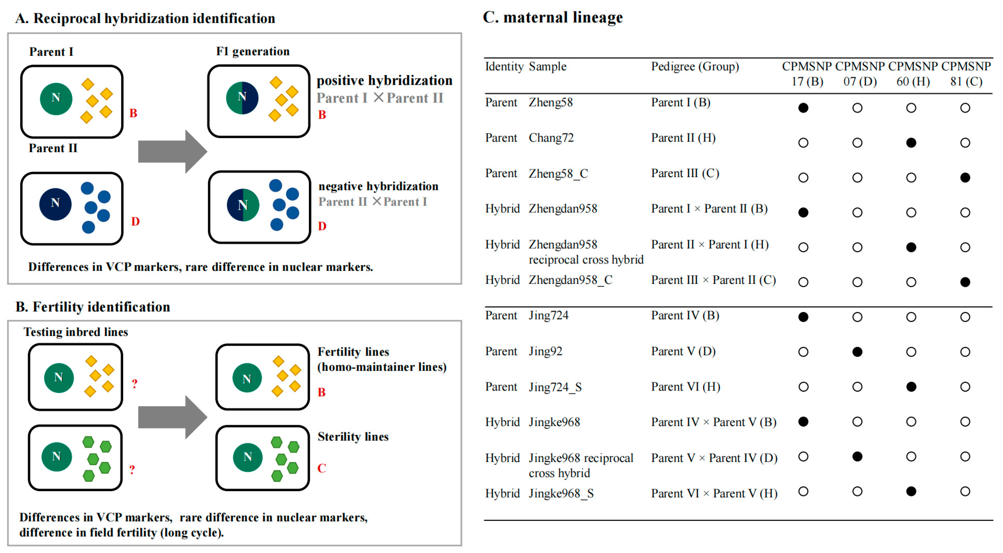 Genes 15 00293 g005