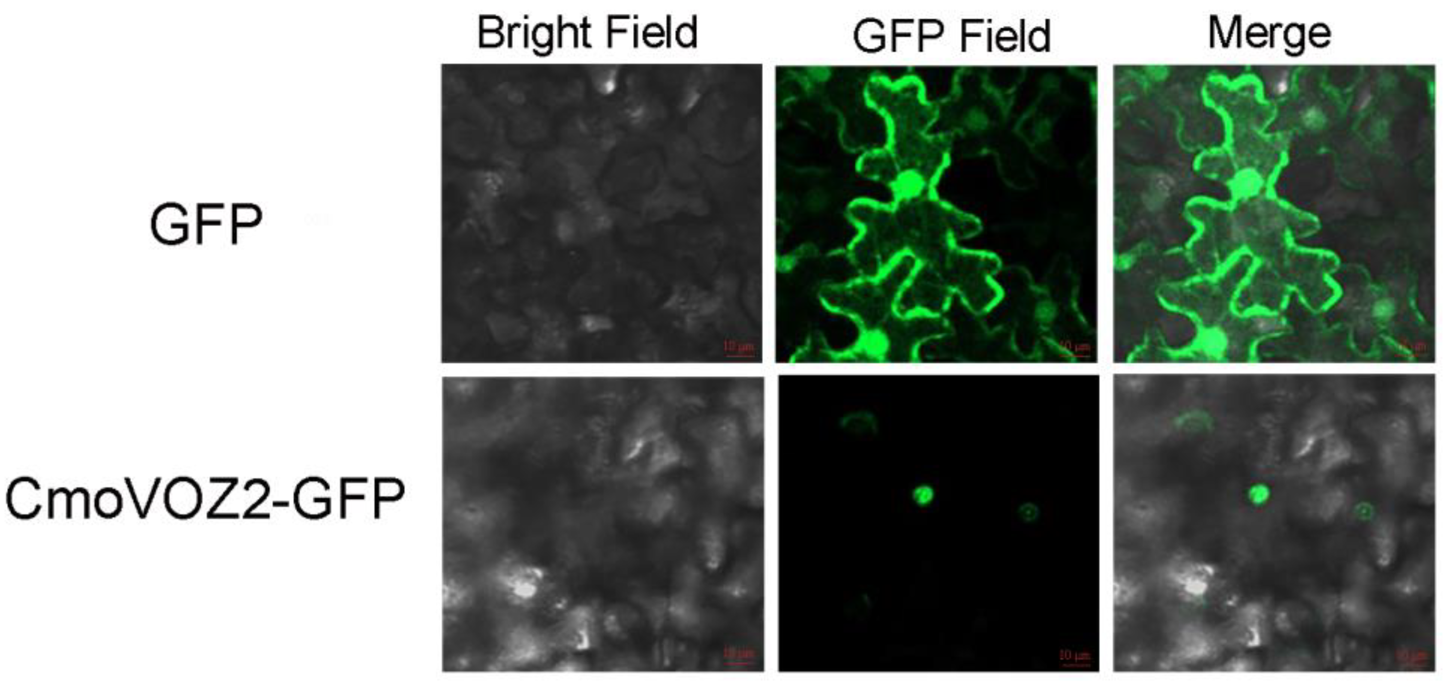 Genes 15 00307 g008