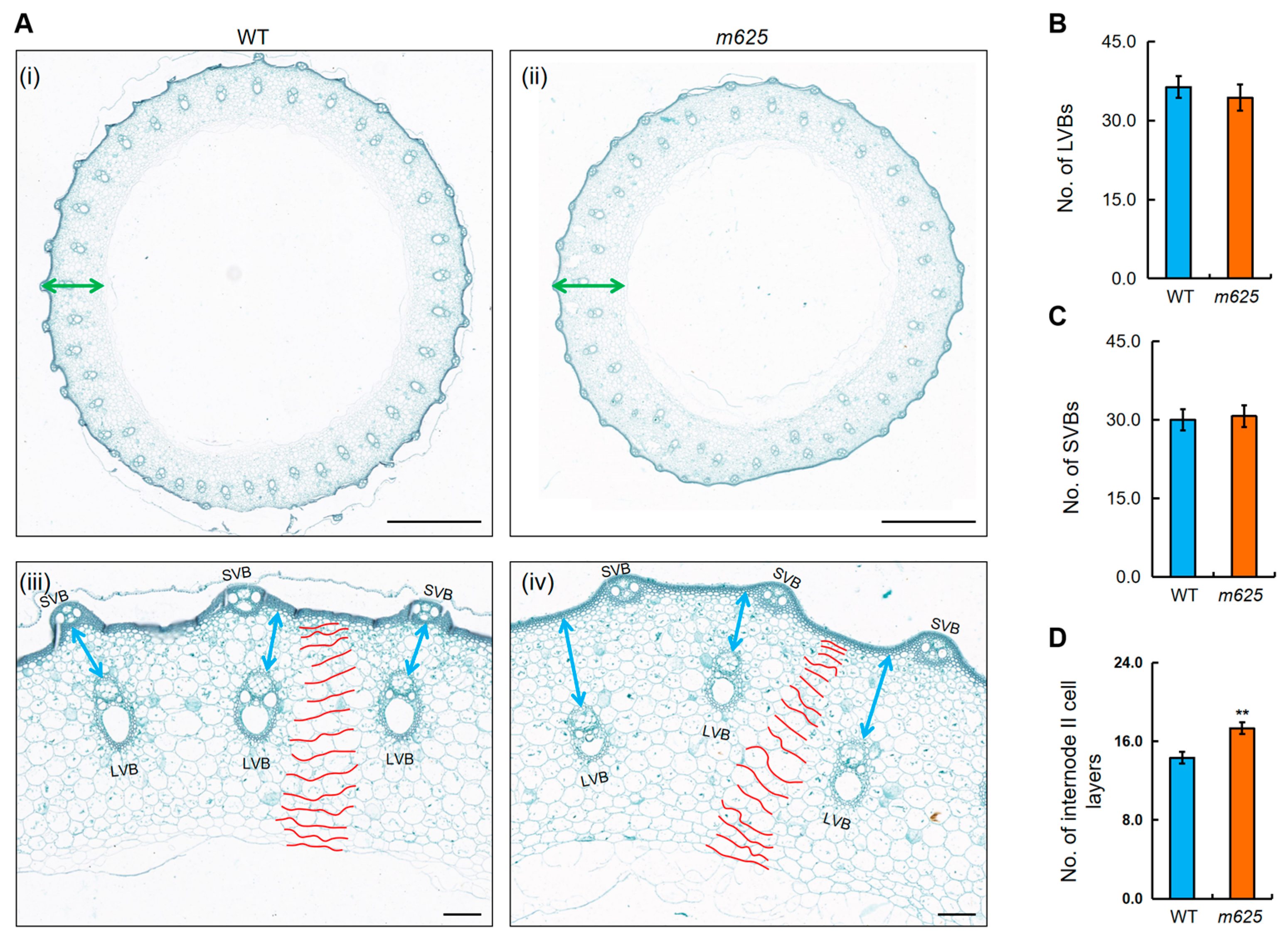Genes 15 00325 g004
