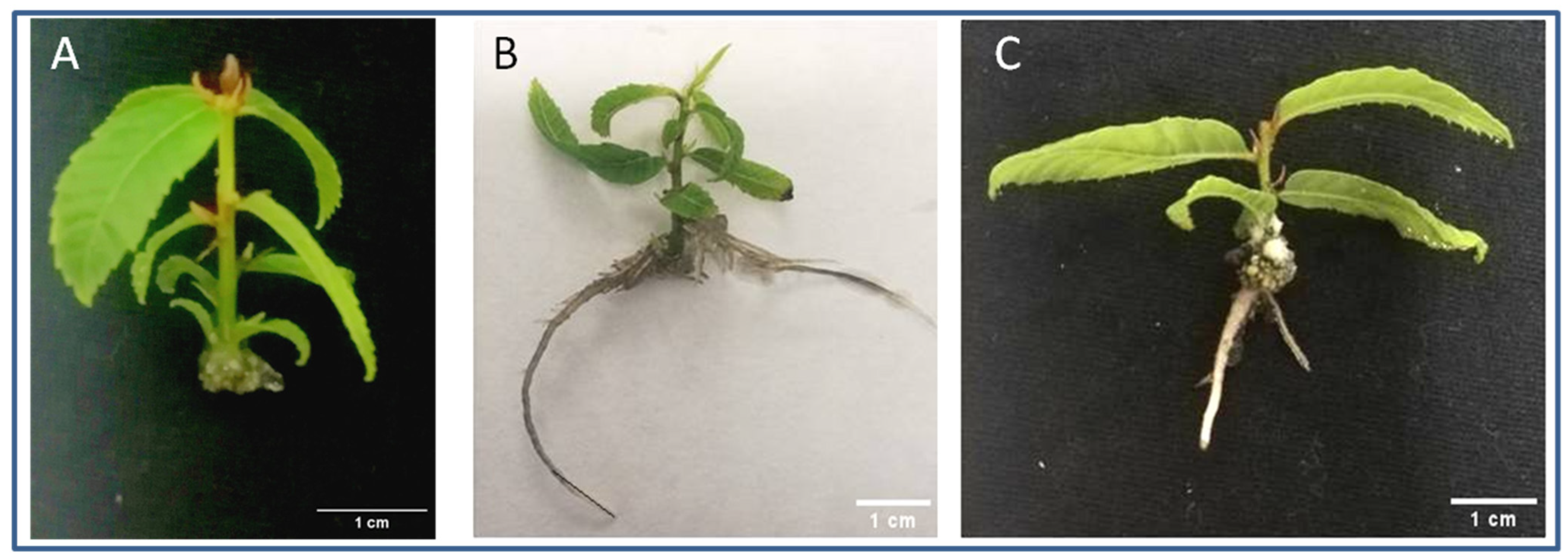 Genes 15 00388 g001