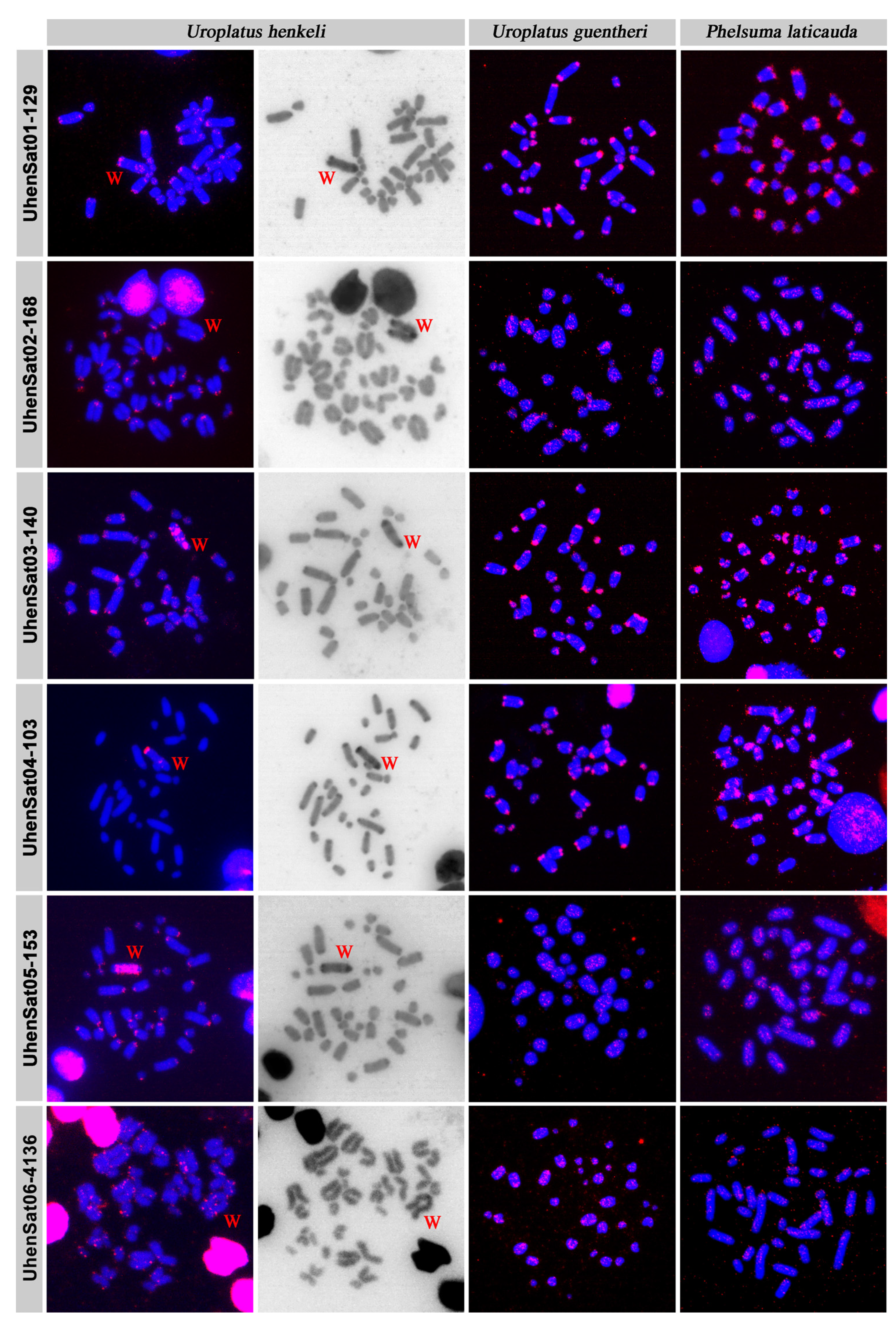 Genes 15 00429 g002