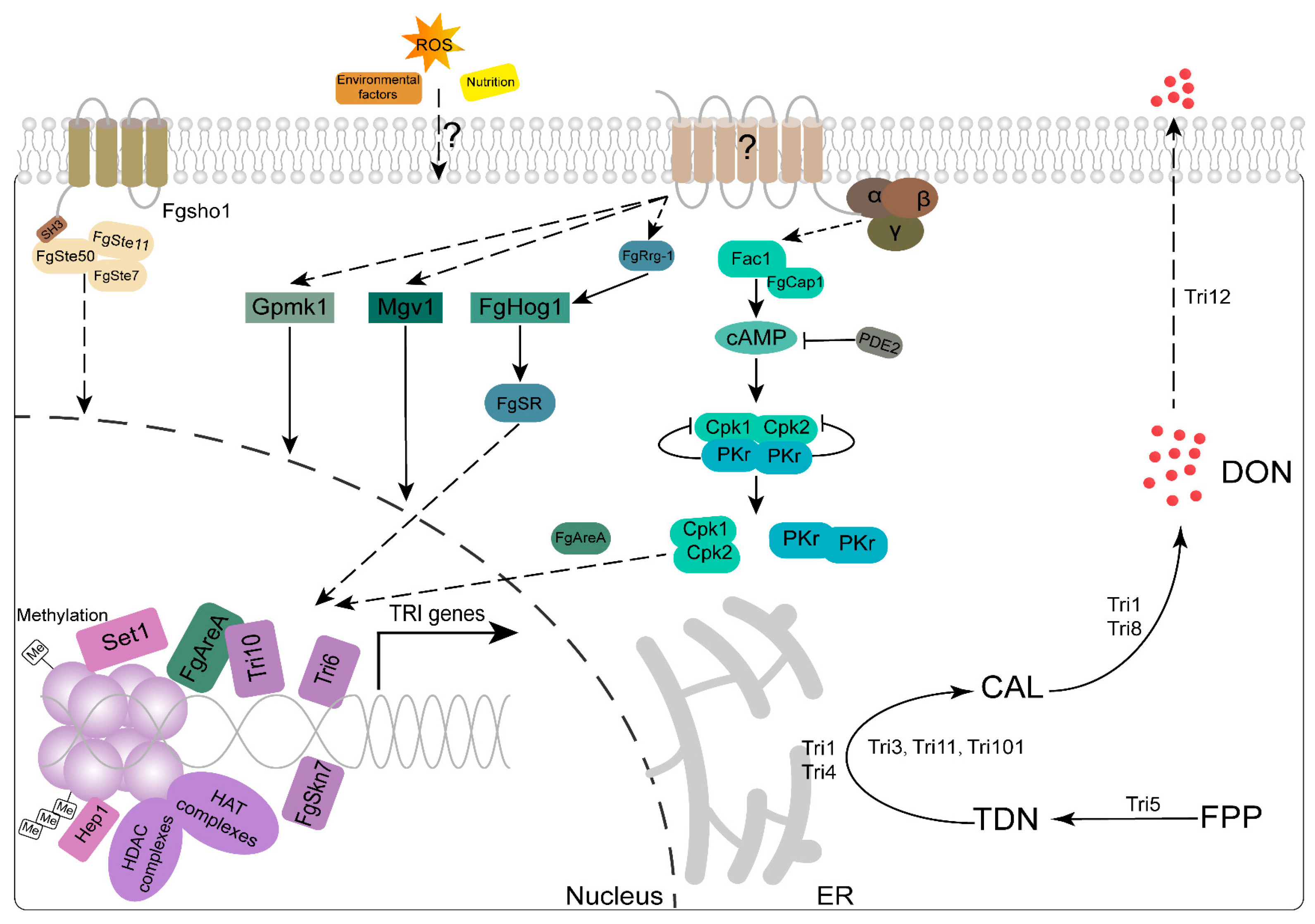 Genes 15 00475 g003