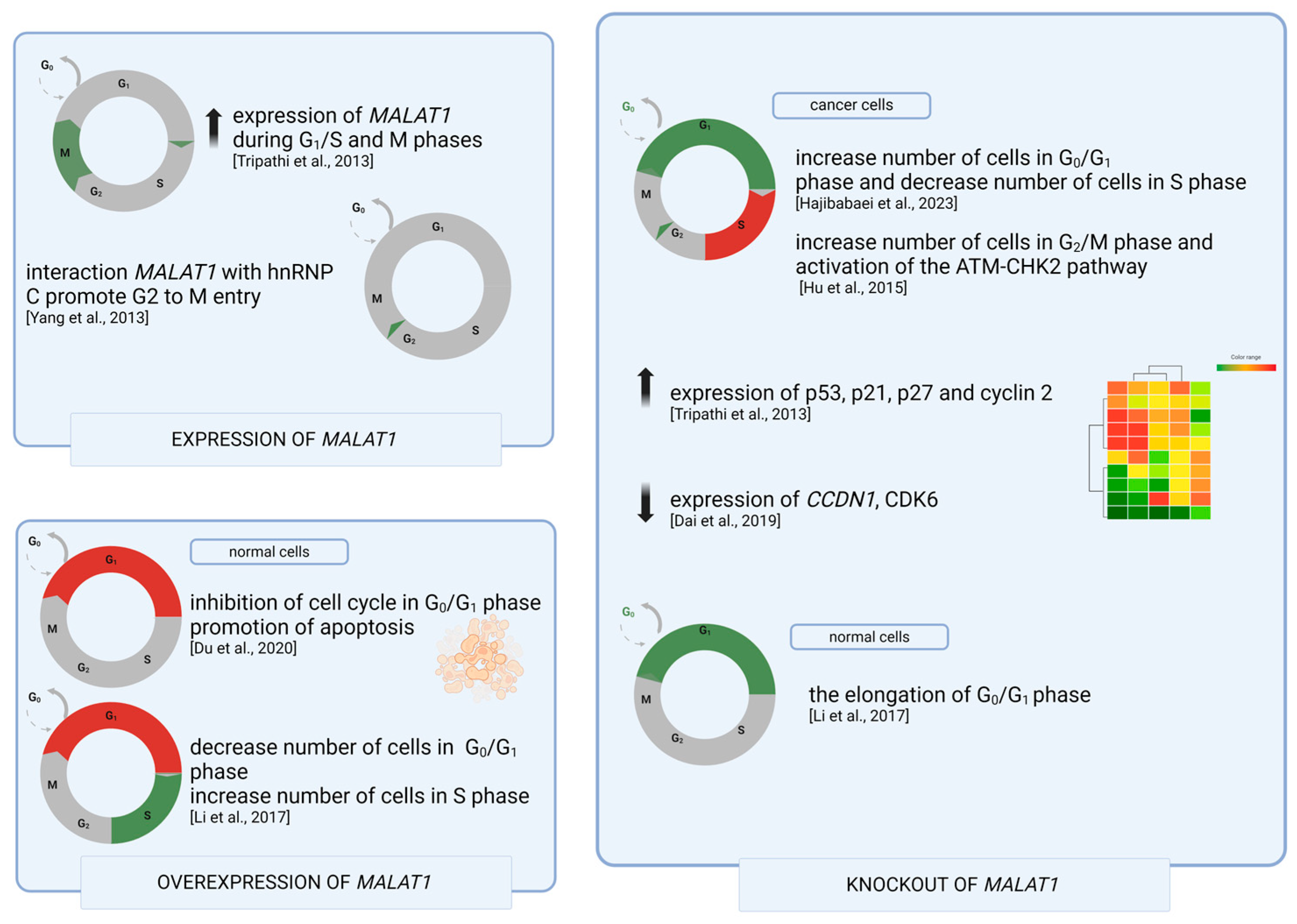 Genes 15 00479 g001