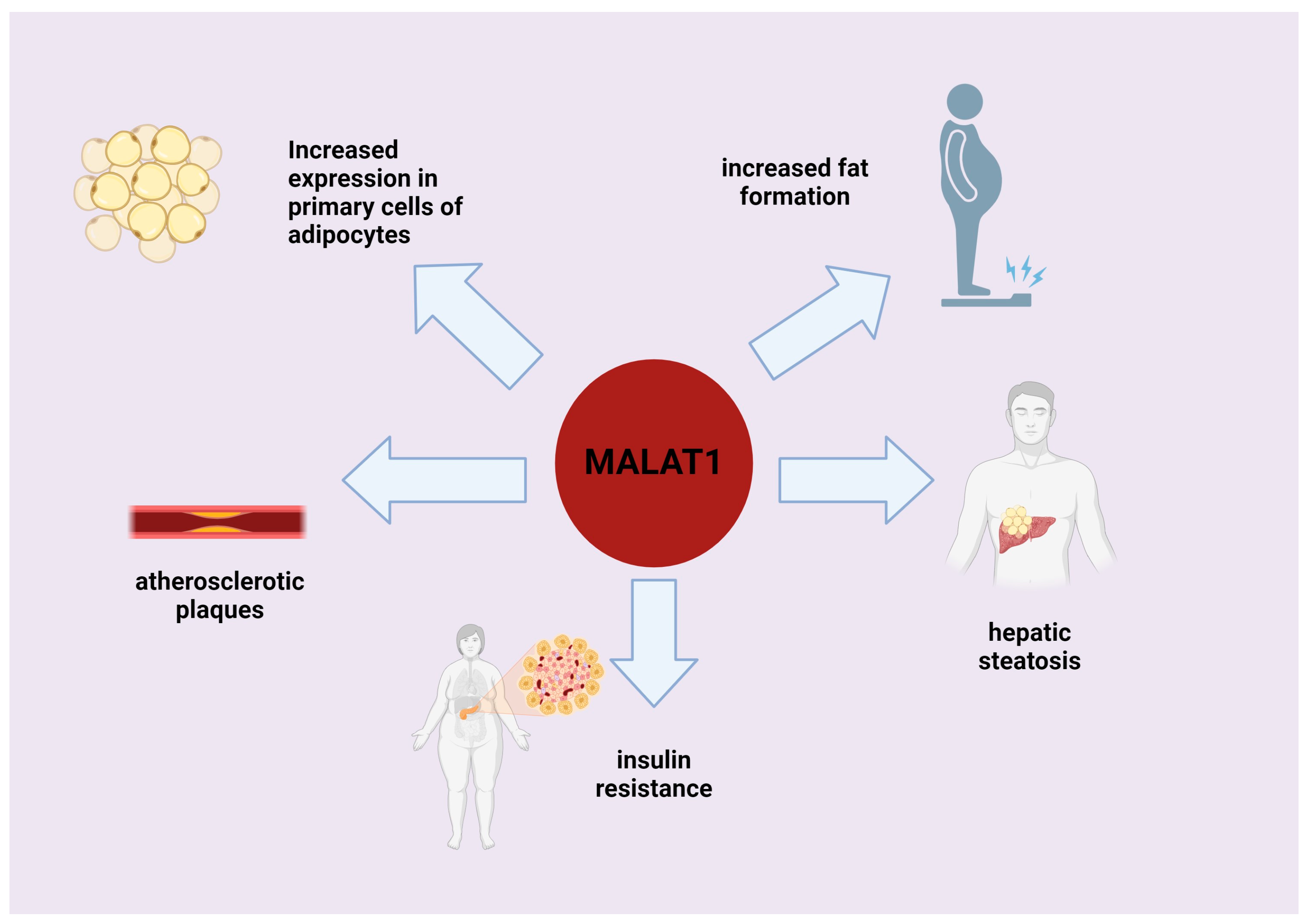 Genes | Free Full-Text | MALAT1: A Long Non-Coding RNA with Multiple ...