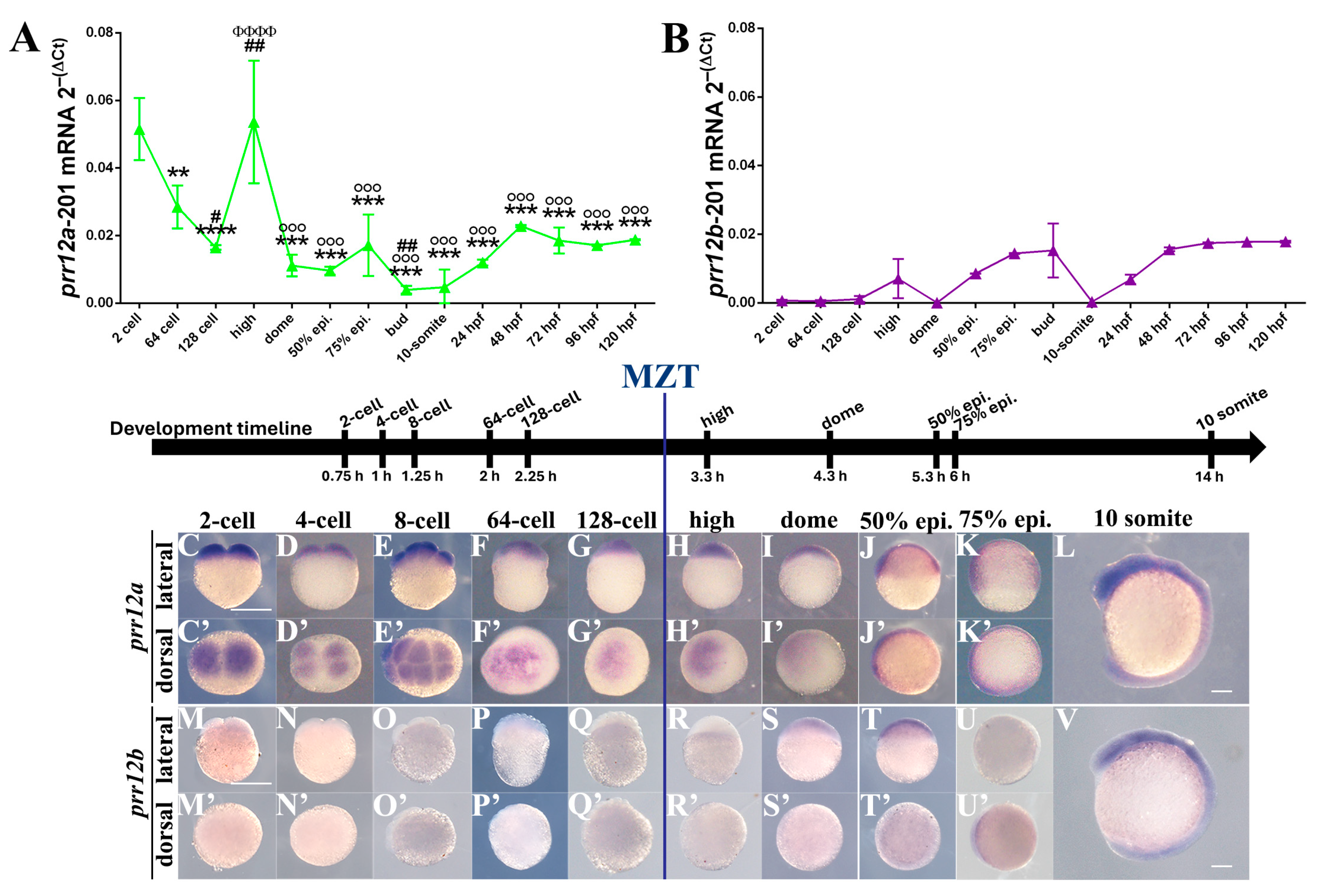 Genes 15 00492 g002