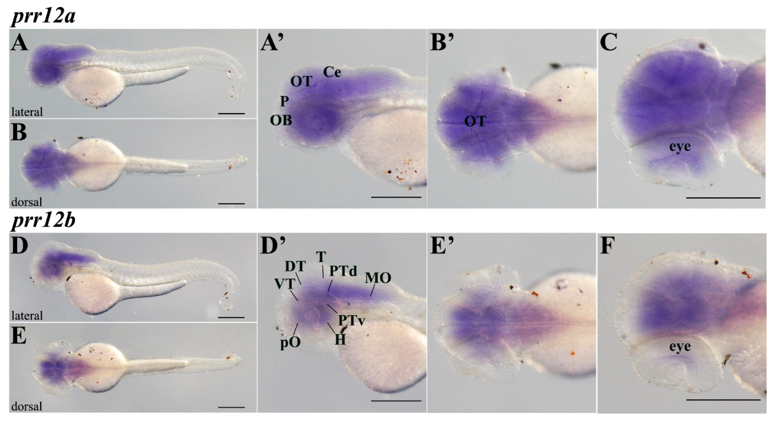 Genes 15 00492 g004