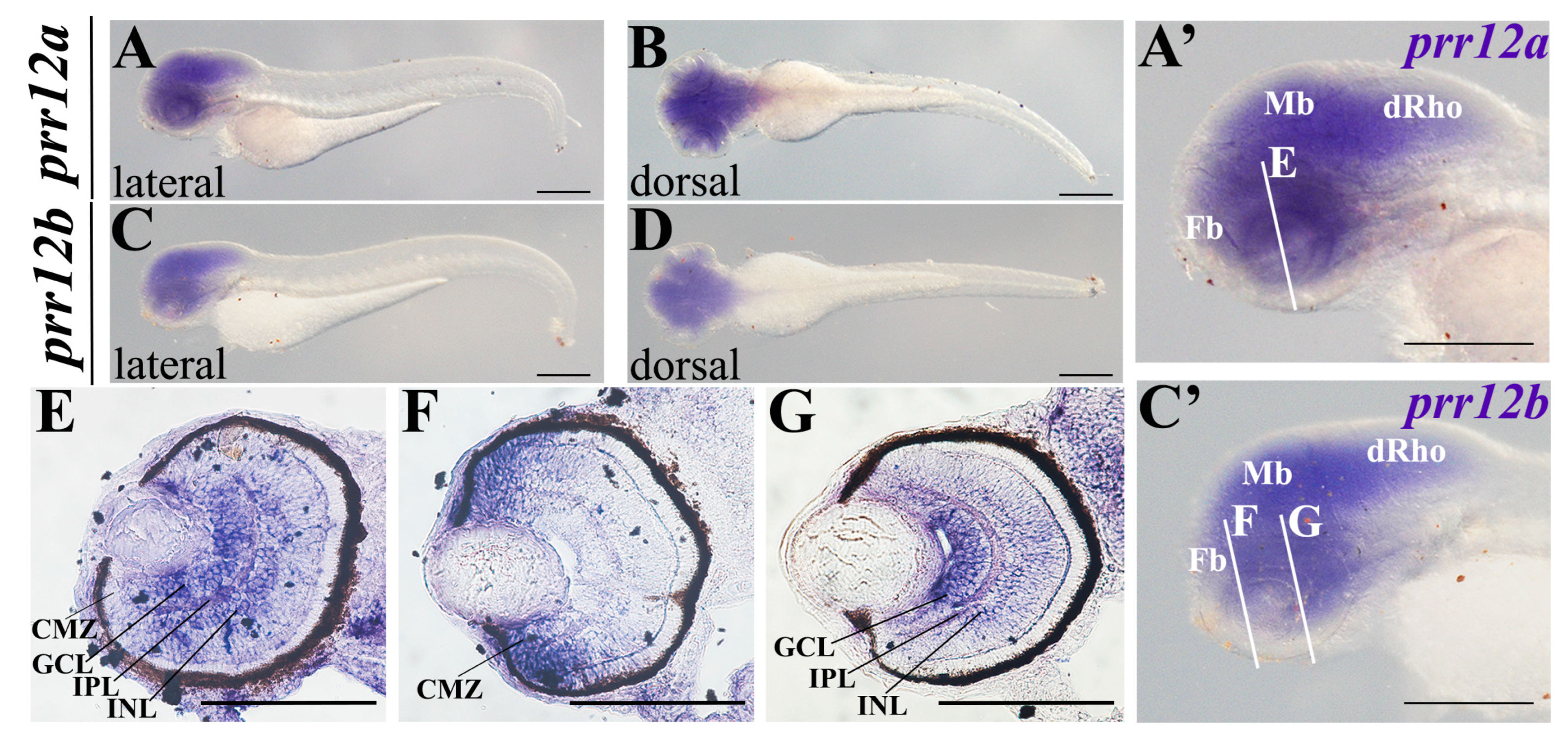 Genes 15 00492 g005