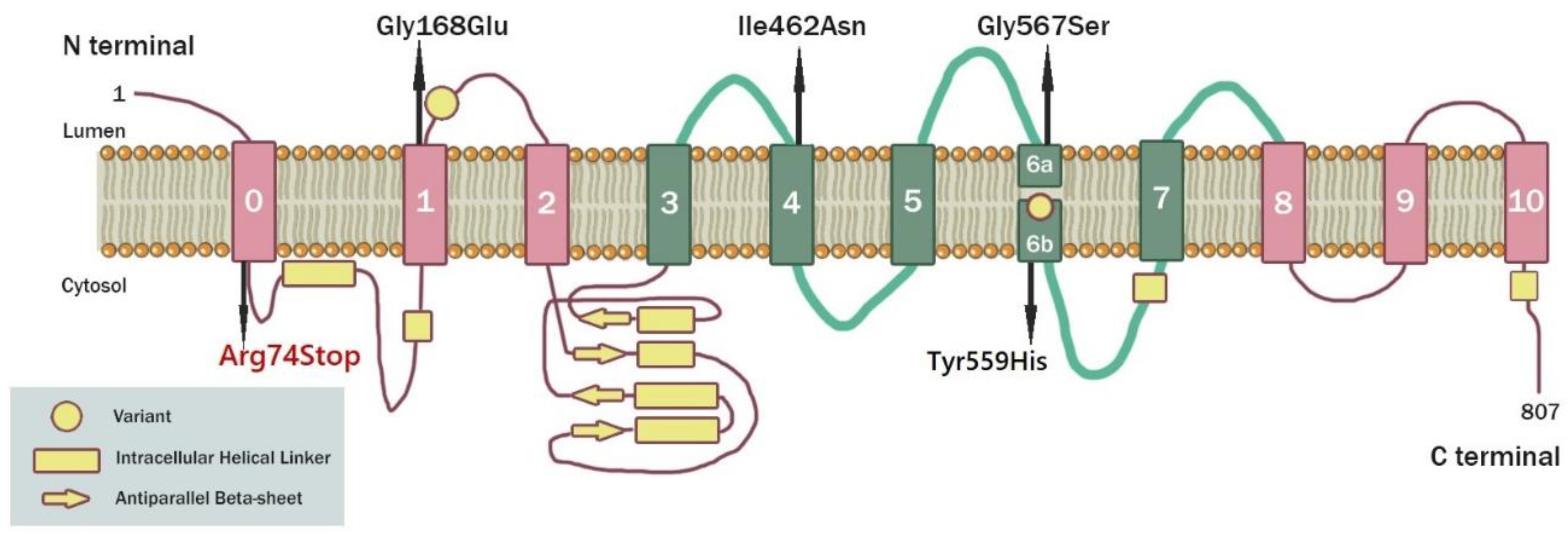 Genes 15 00525 g004