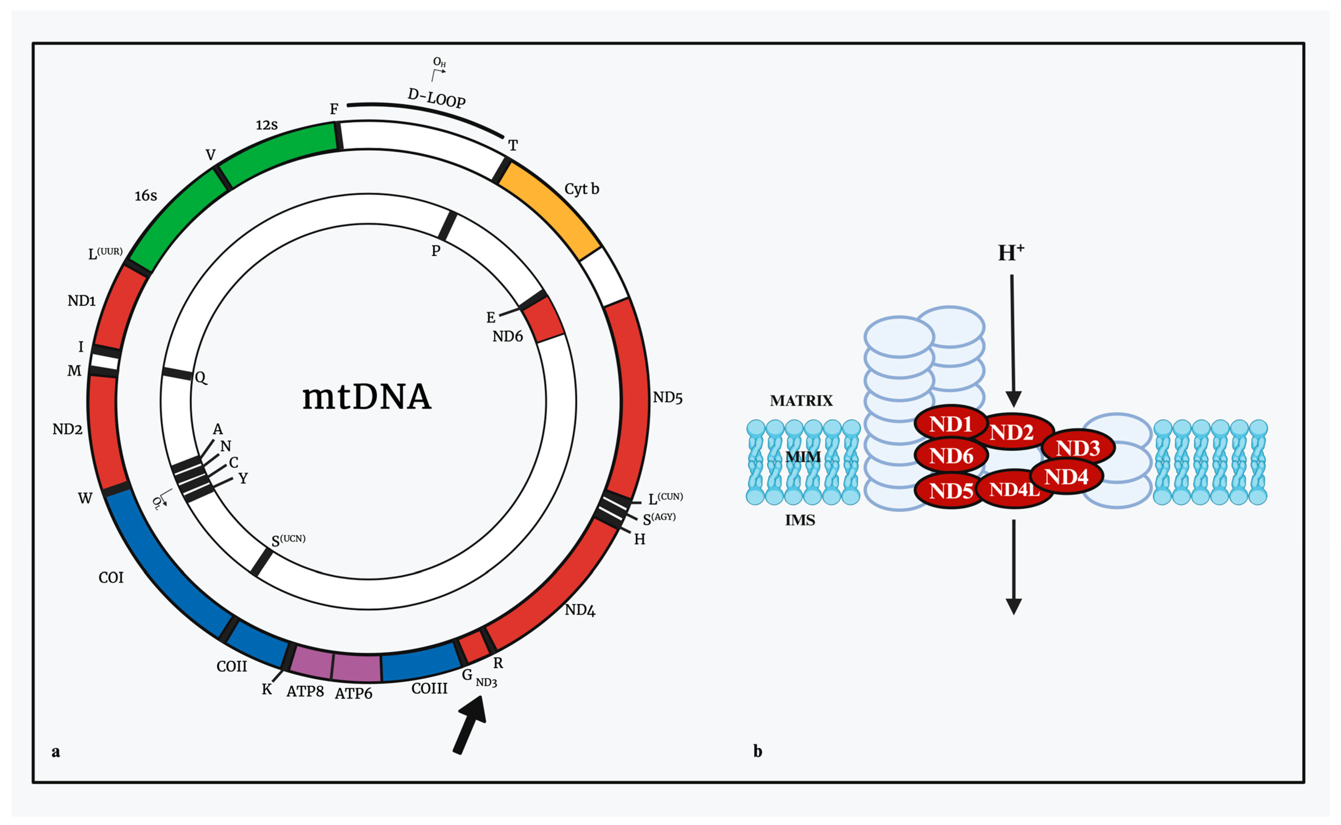 Genes 15 00617 g003