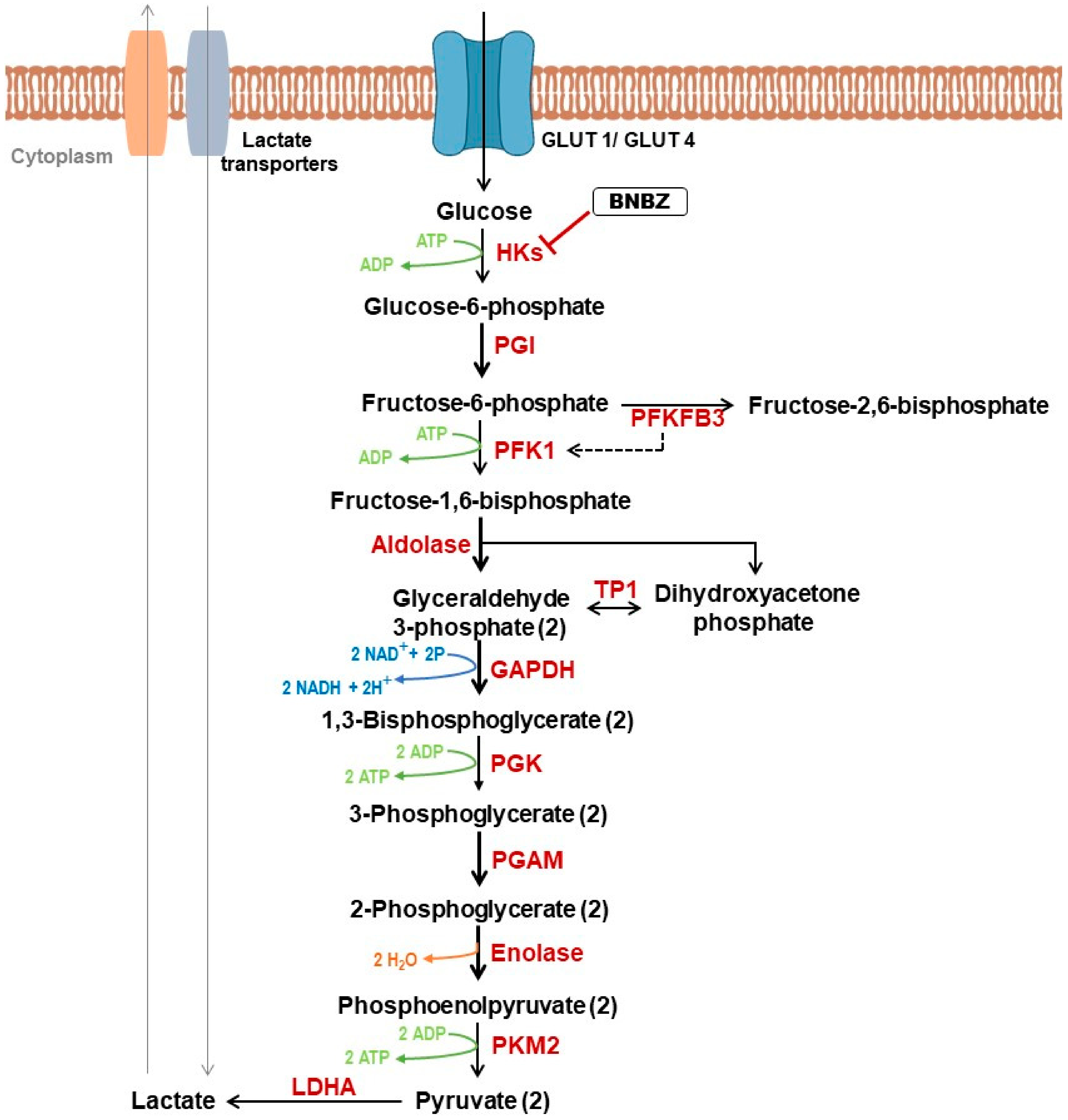 Genes 15 00635 g001