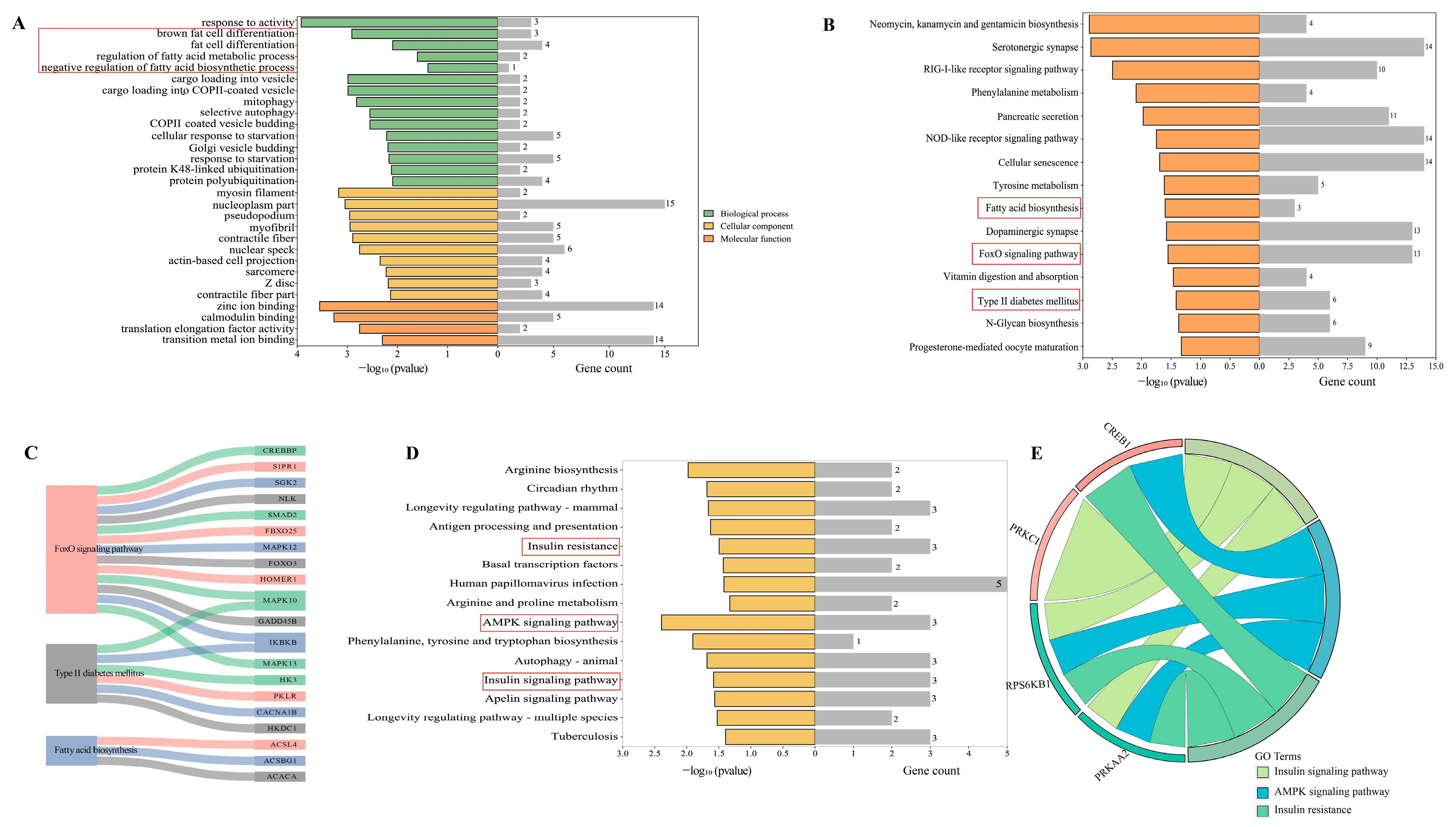Genes | Free Full-Text | Whole-Transcriptome Analysis Sheds Light 