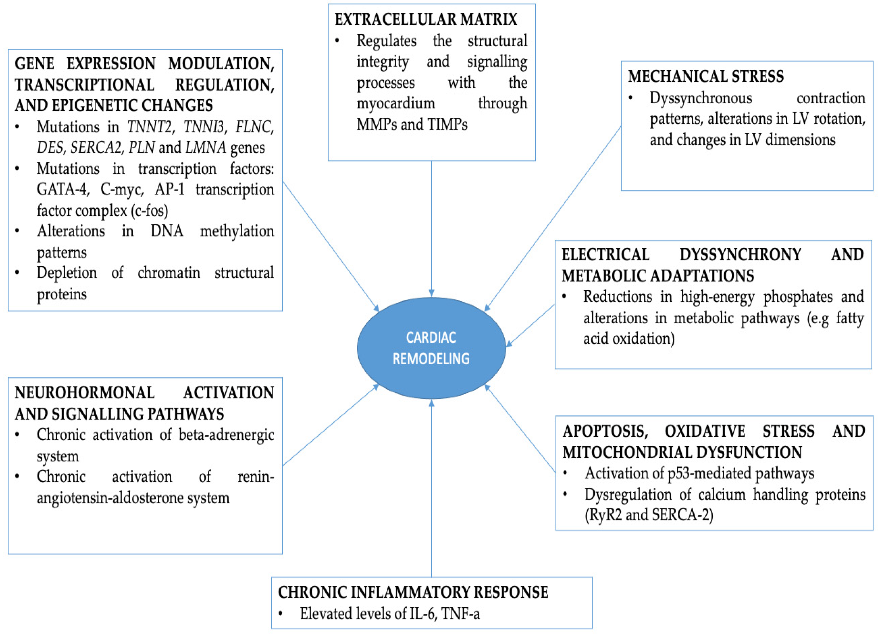 Genes | Free Full-Text | Cardiac Remodeling and Ventricular Pacing 