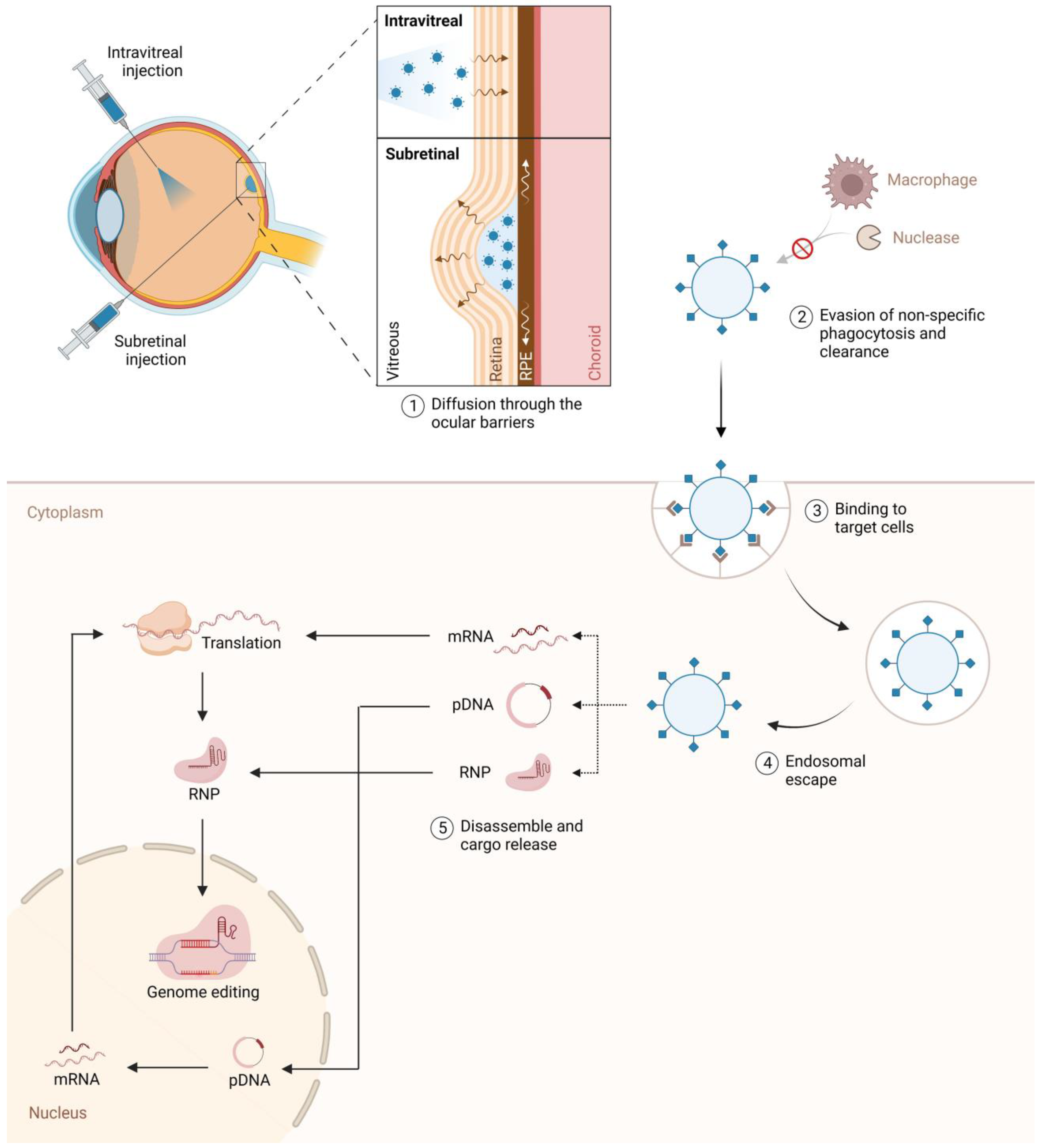 Genes 15 00720 g002