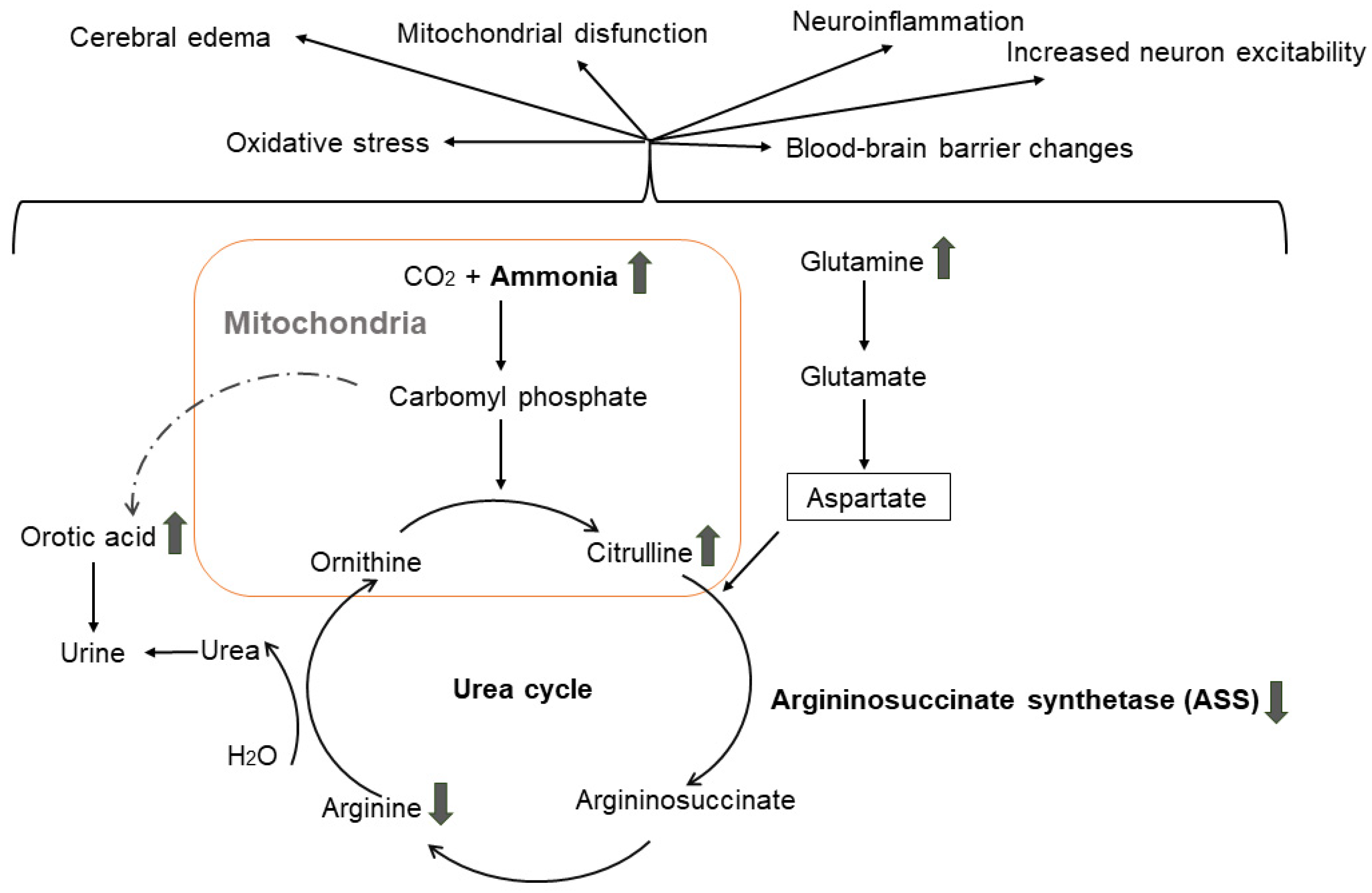 Genes 15 00753 g002