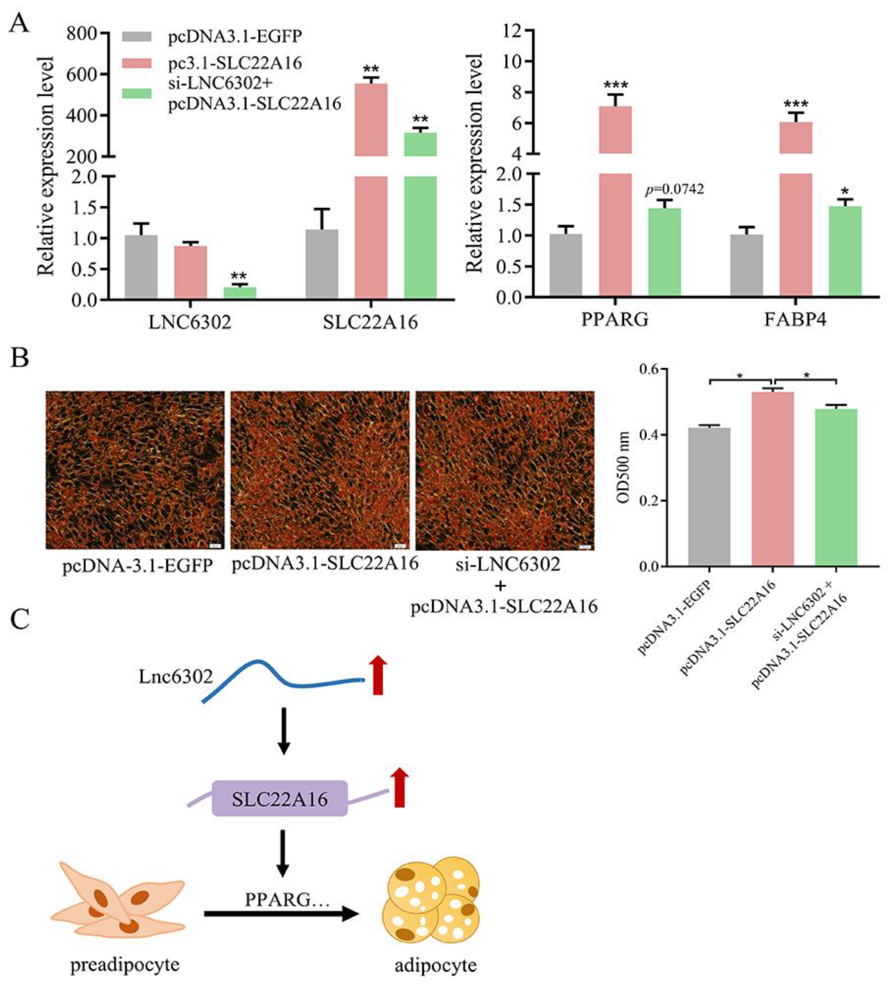 Genes 15 00758 g006