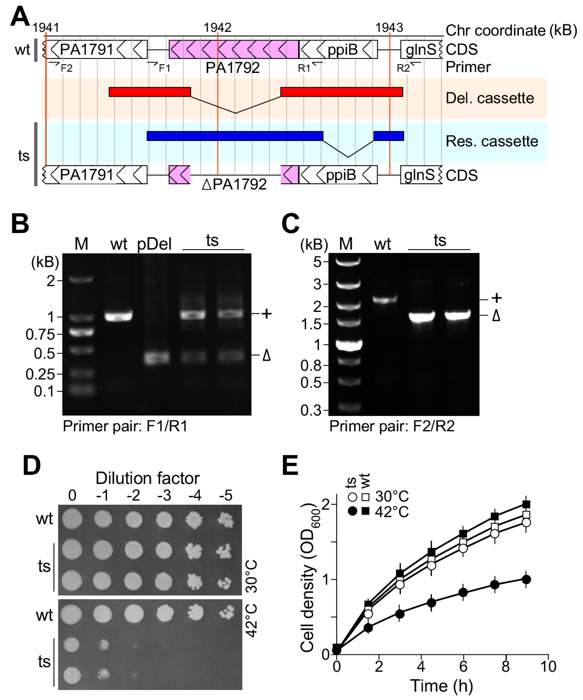 Genes 15 00784 g001