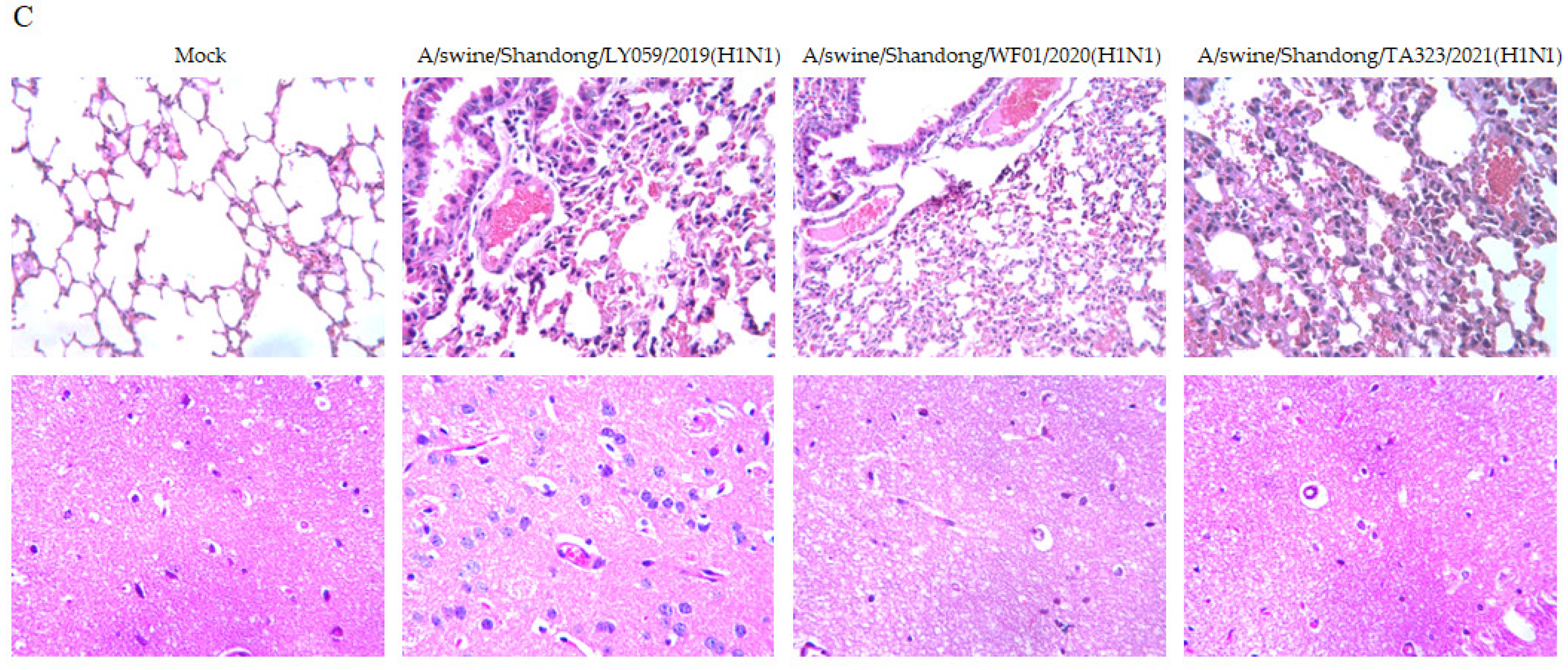 Genes 15 00849 g002b