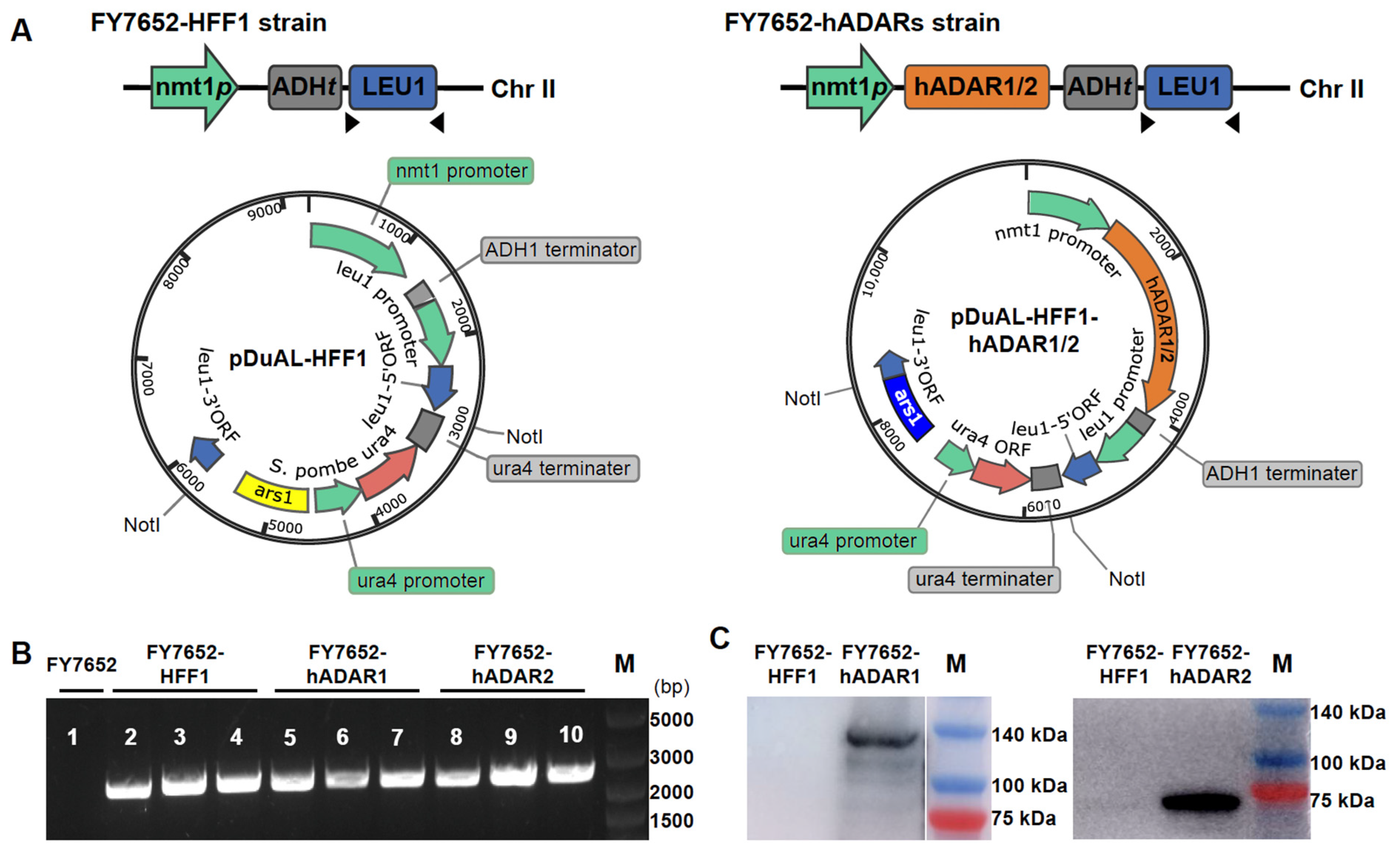Genes 15 00898 g001 Genes 15 00898 g001