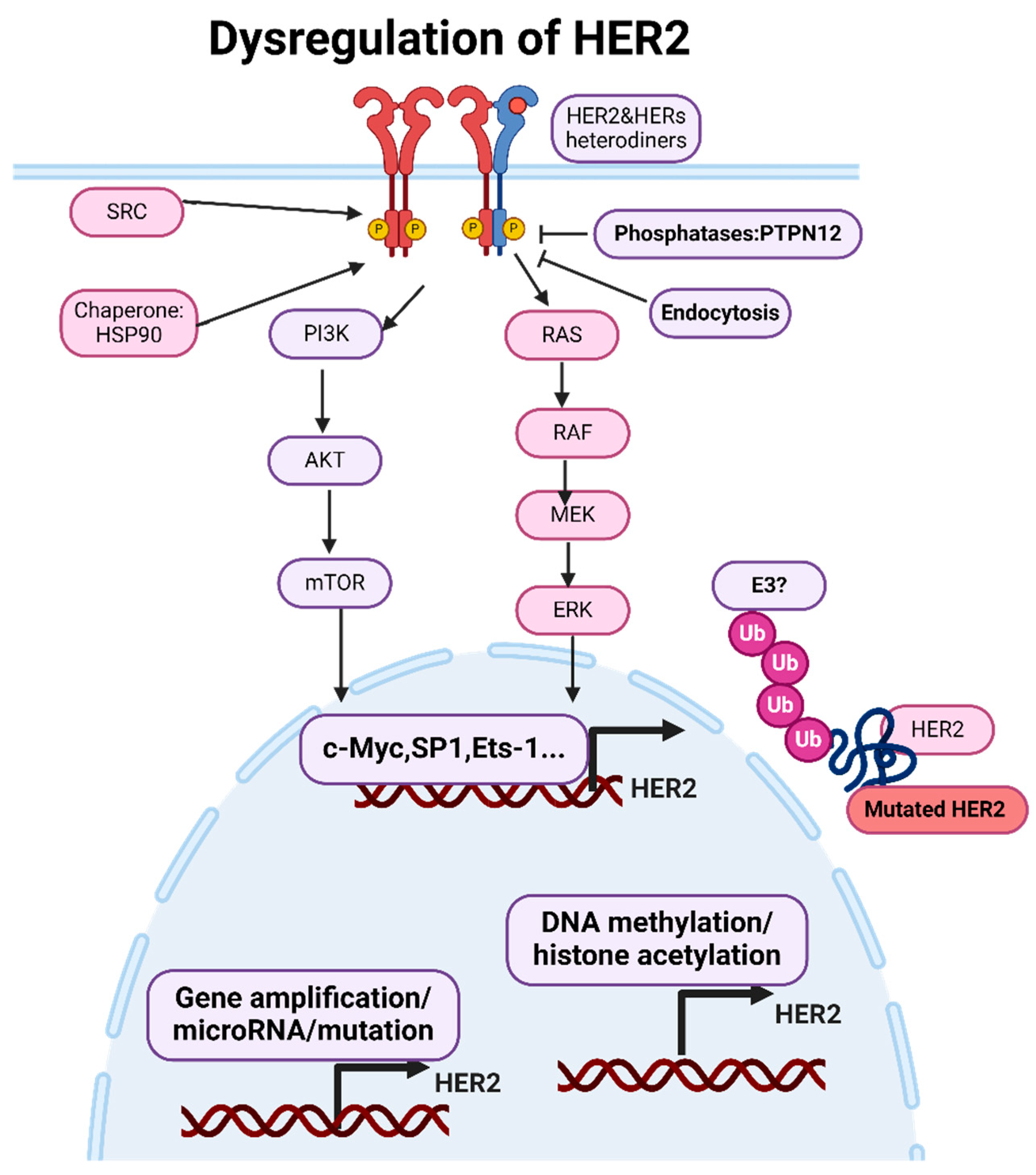 Genes | Free Full-Text | A Comprehensive Review of HER2 in Cancer ...