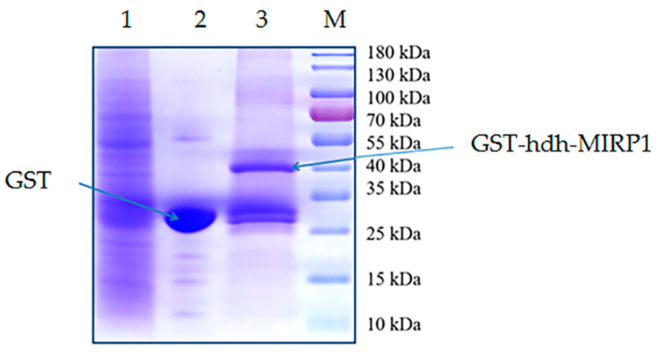 Genes 15 00960 g009