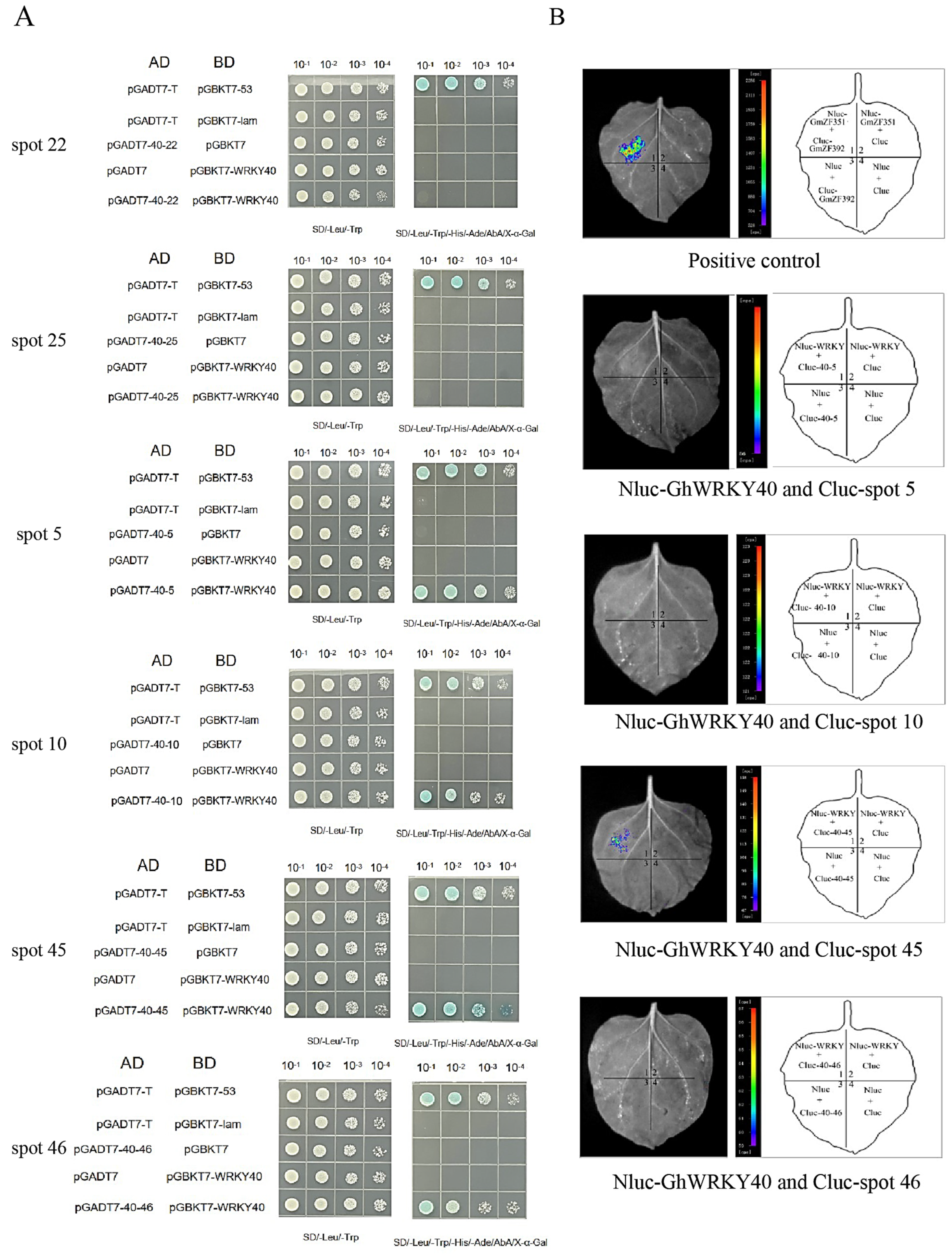 Genes 15 00979 g004