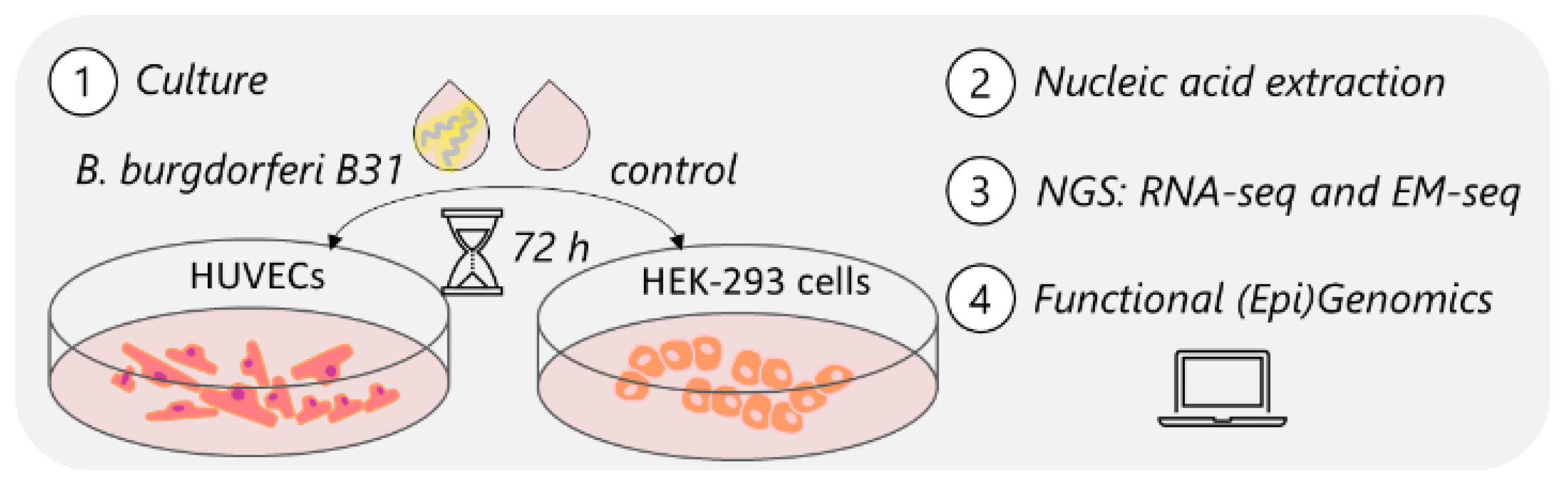 Genes 15 01010 g001 Genes 15 01010 g001