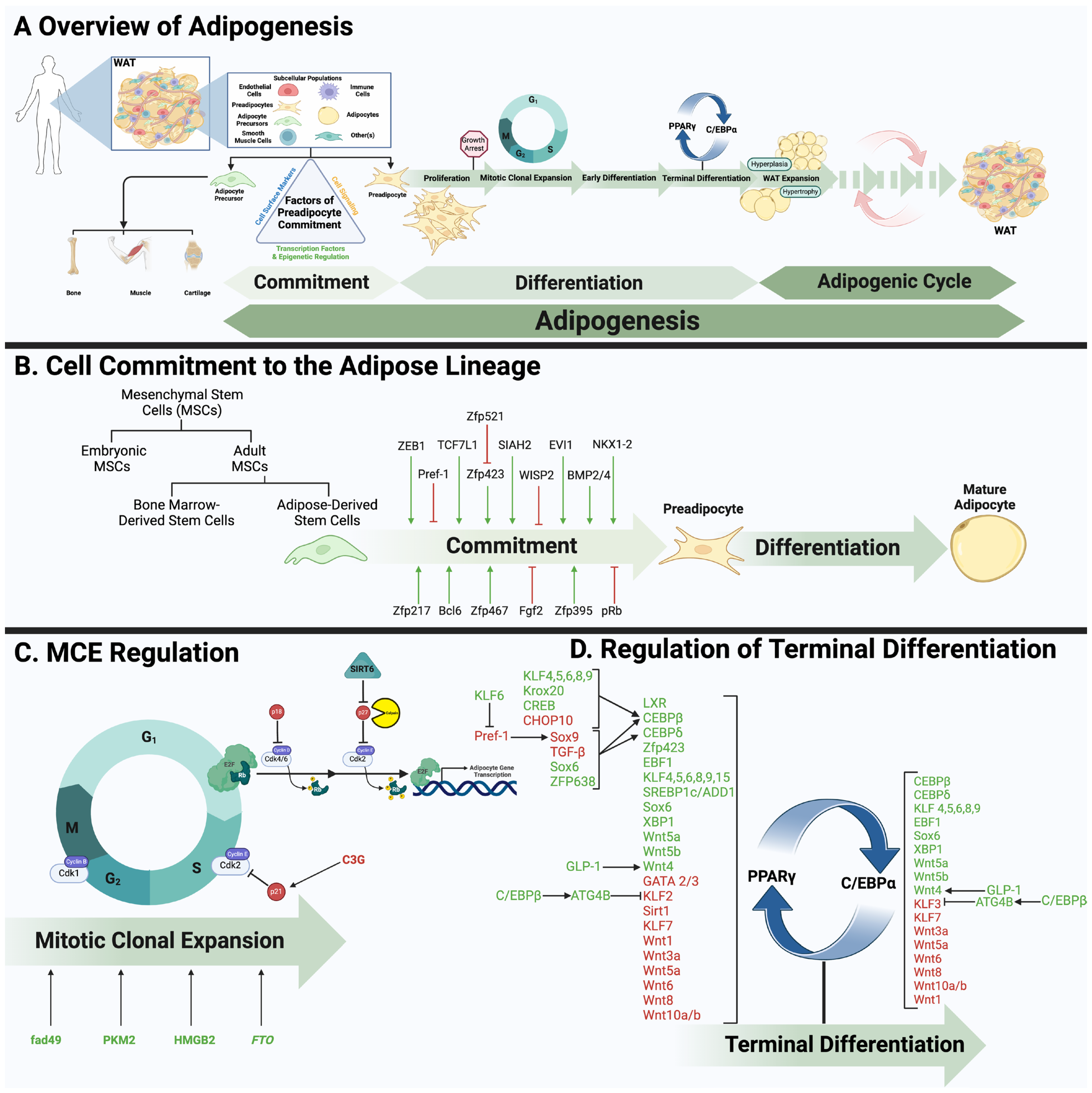 Genes 15 01017 g001 Genes 15 01017 g001