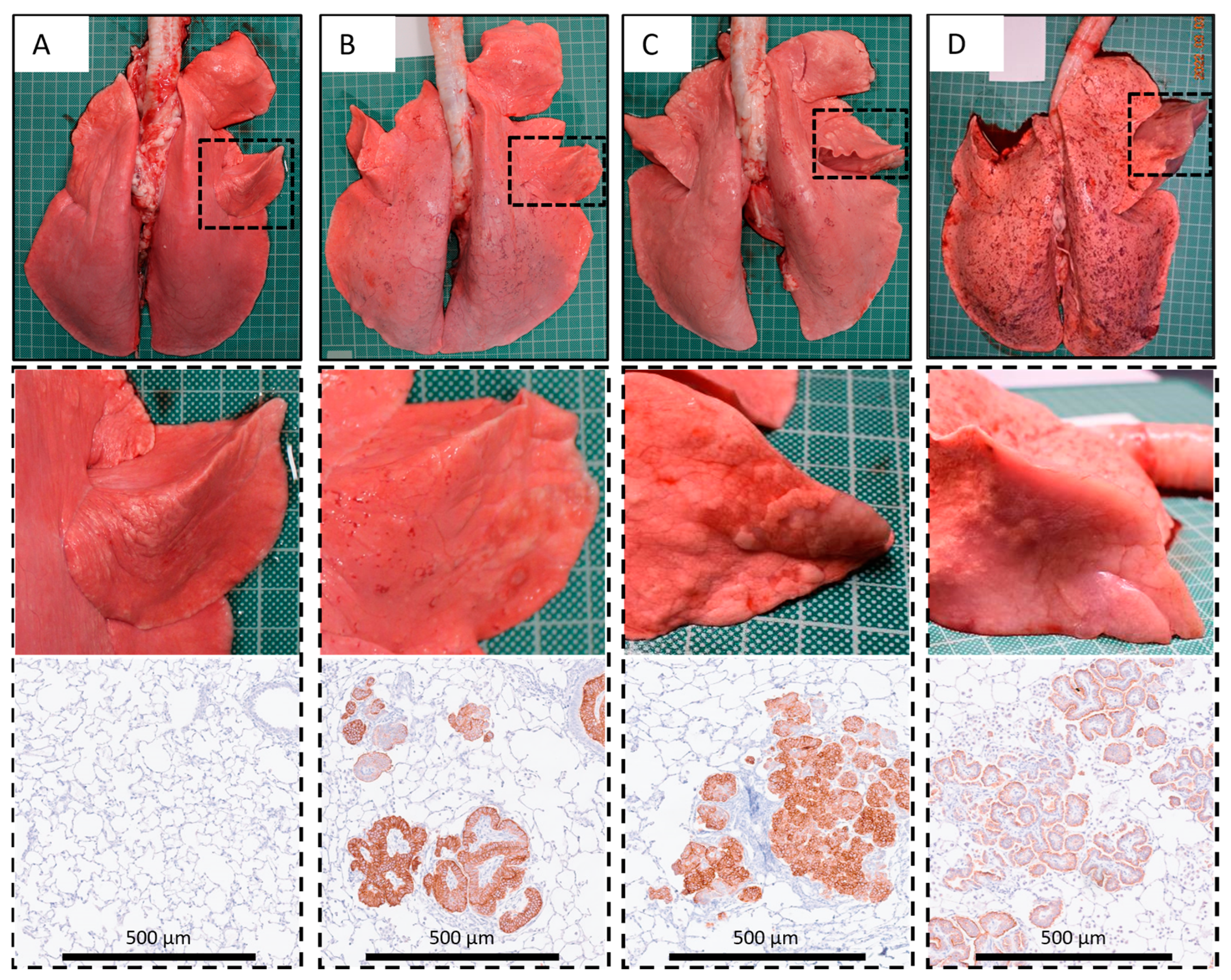 Genes 15 01019 g003 Genes 15 01019 g003