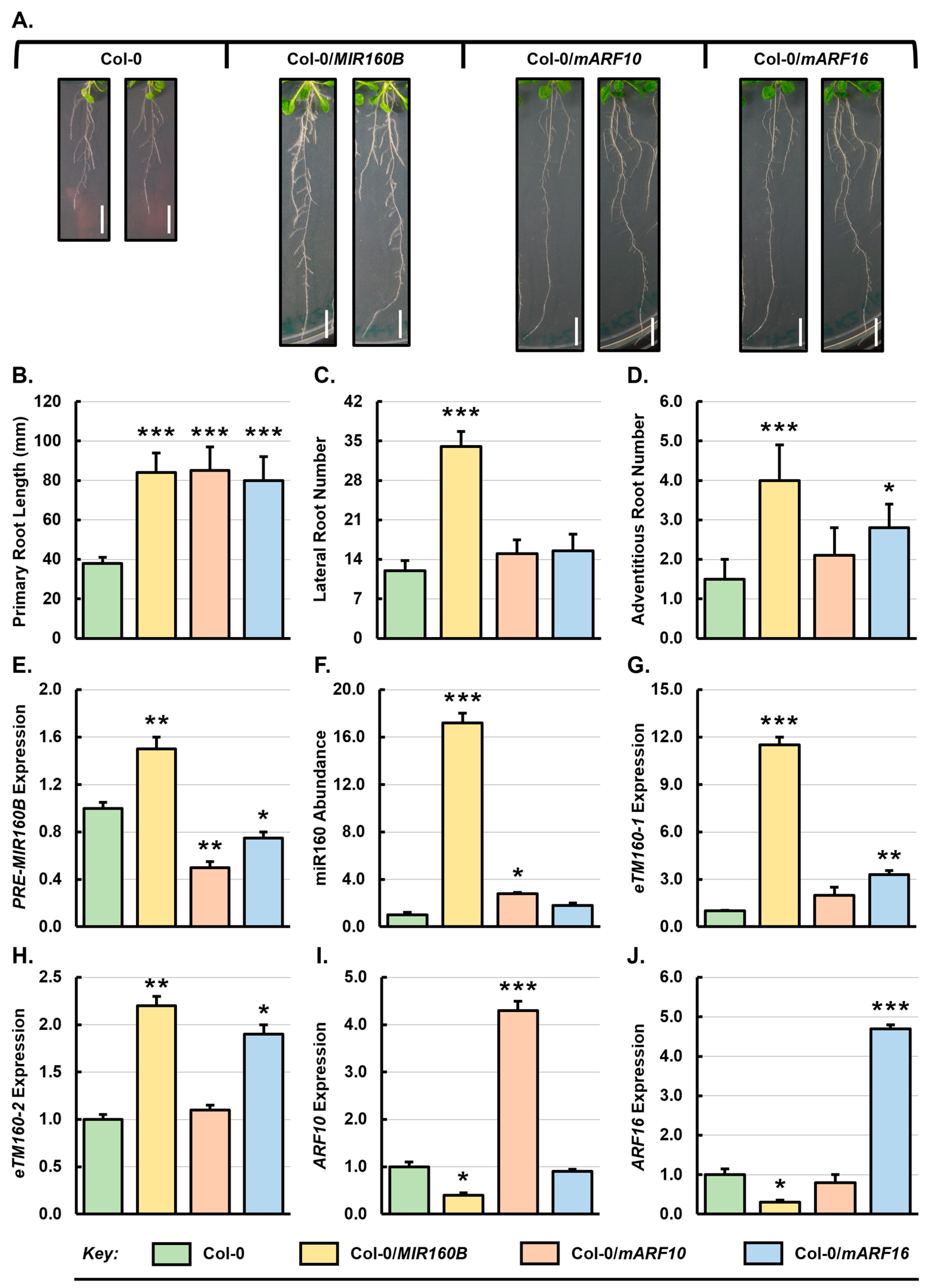 Genes 15 01042 g002