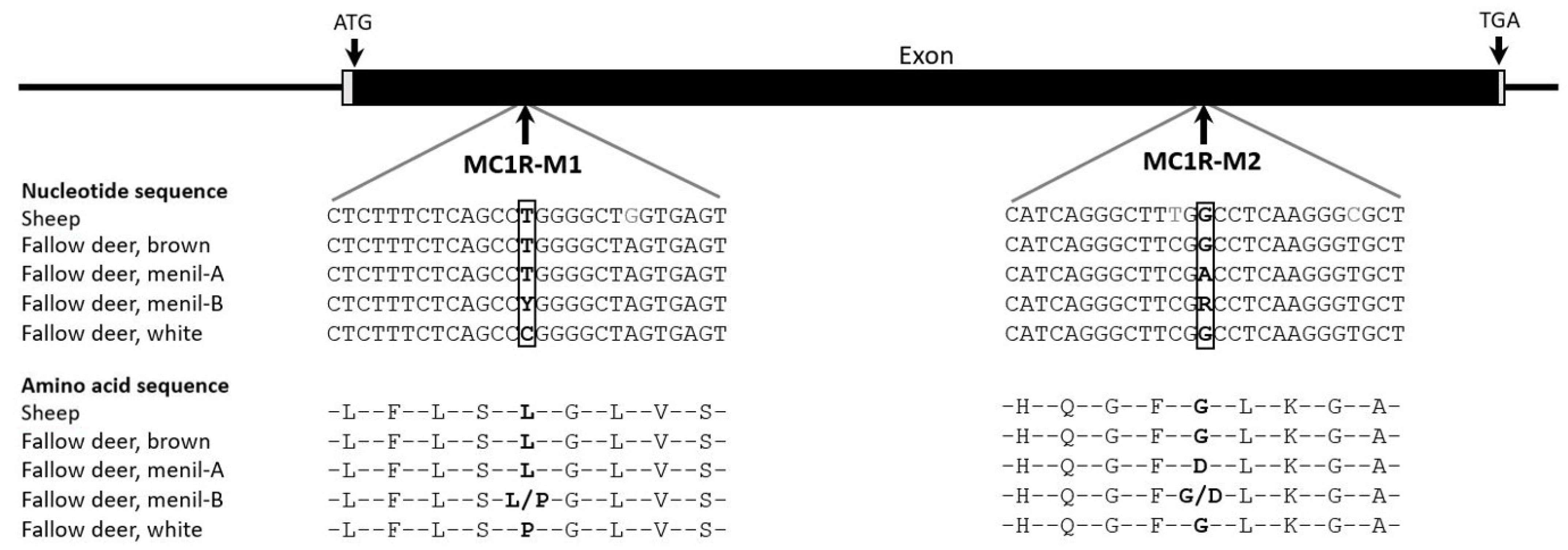 Genes 15 01055 g003 Genes 15 01055 g003