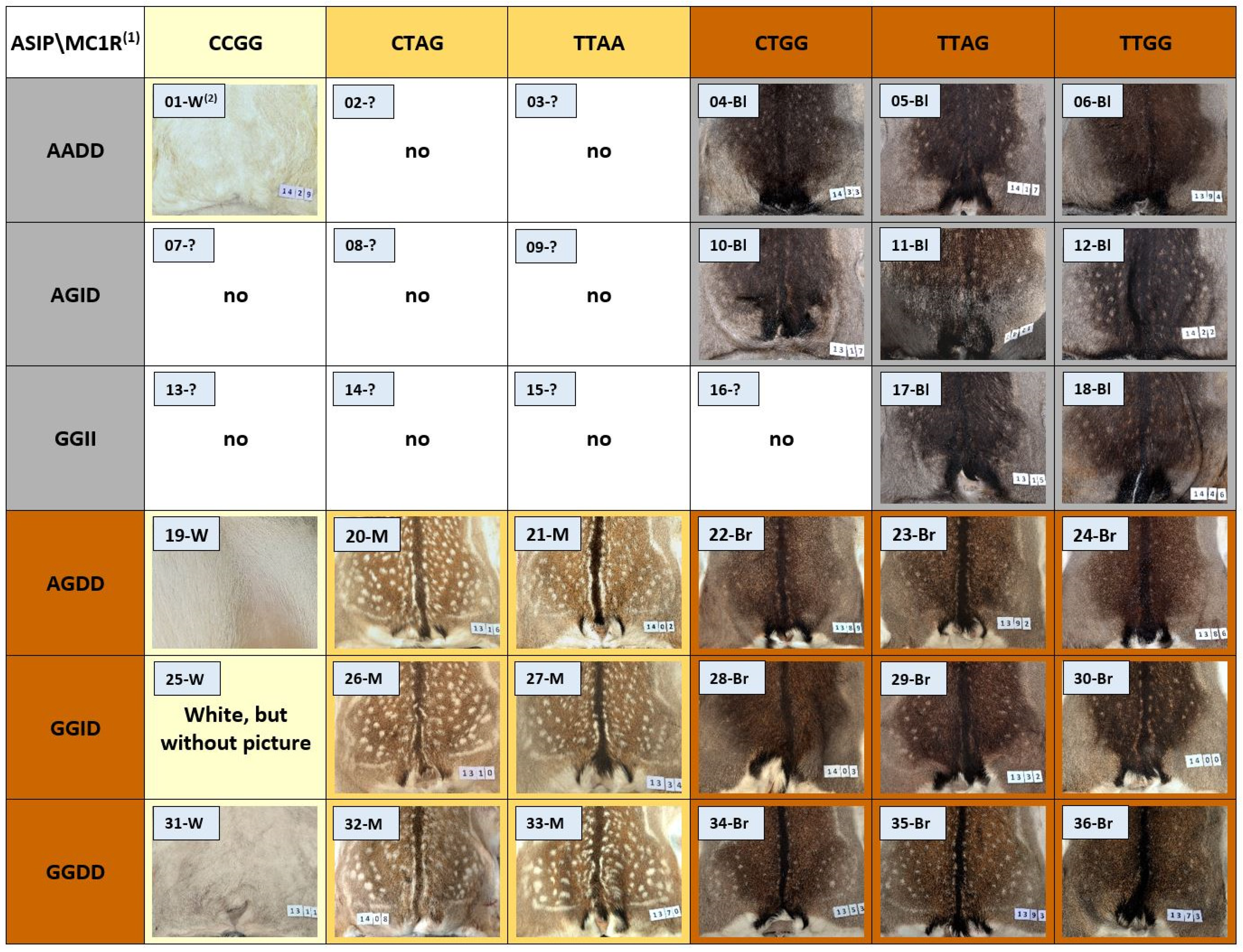 Genes 15 01055 g004 Genes 15 01055 g004